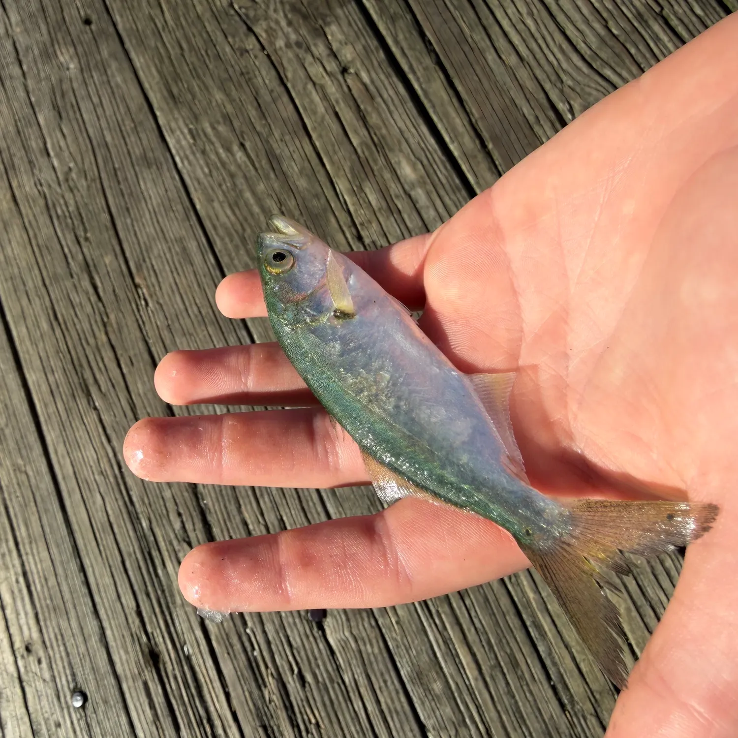 Bluefish caught on Fishbrain