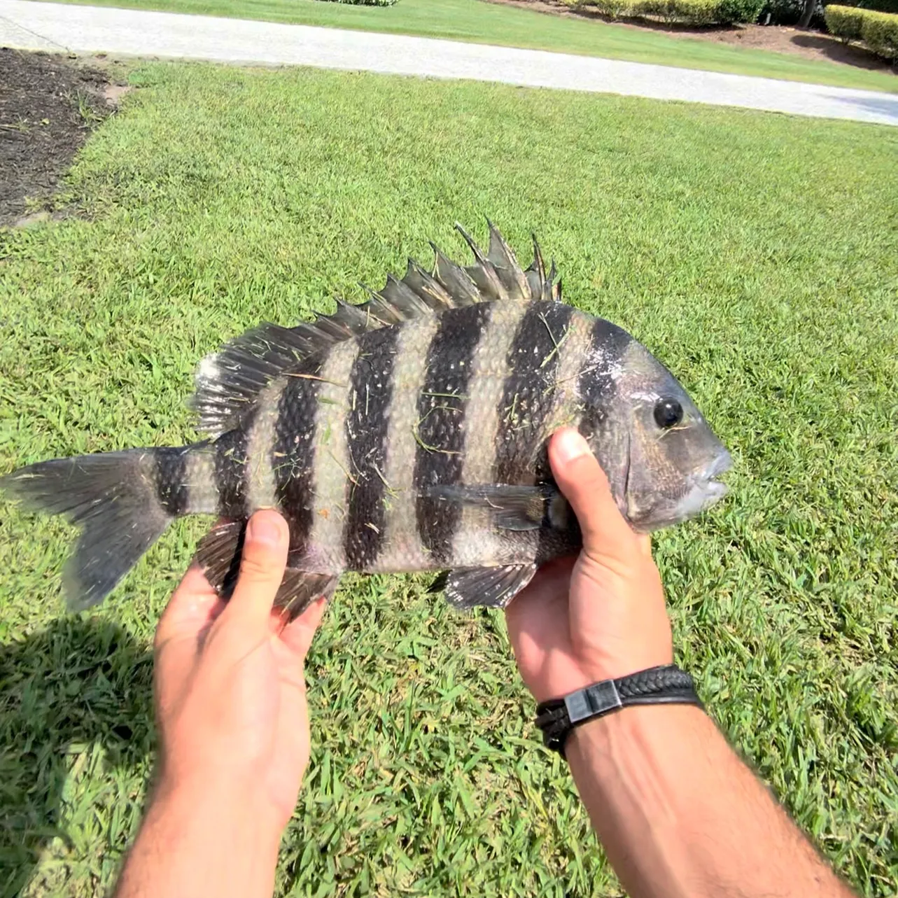 Sheepshead caught on Fishbrain
