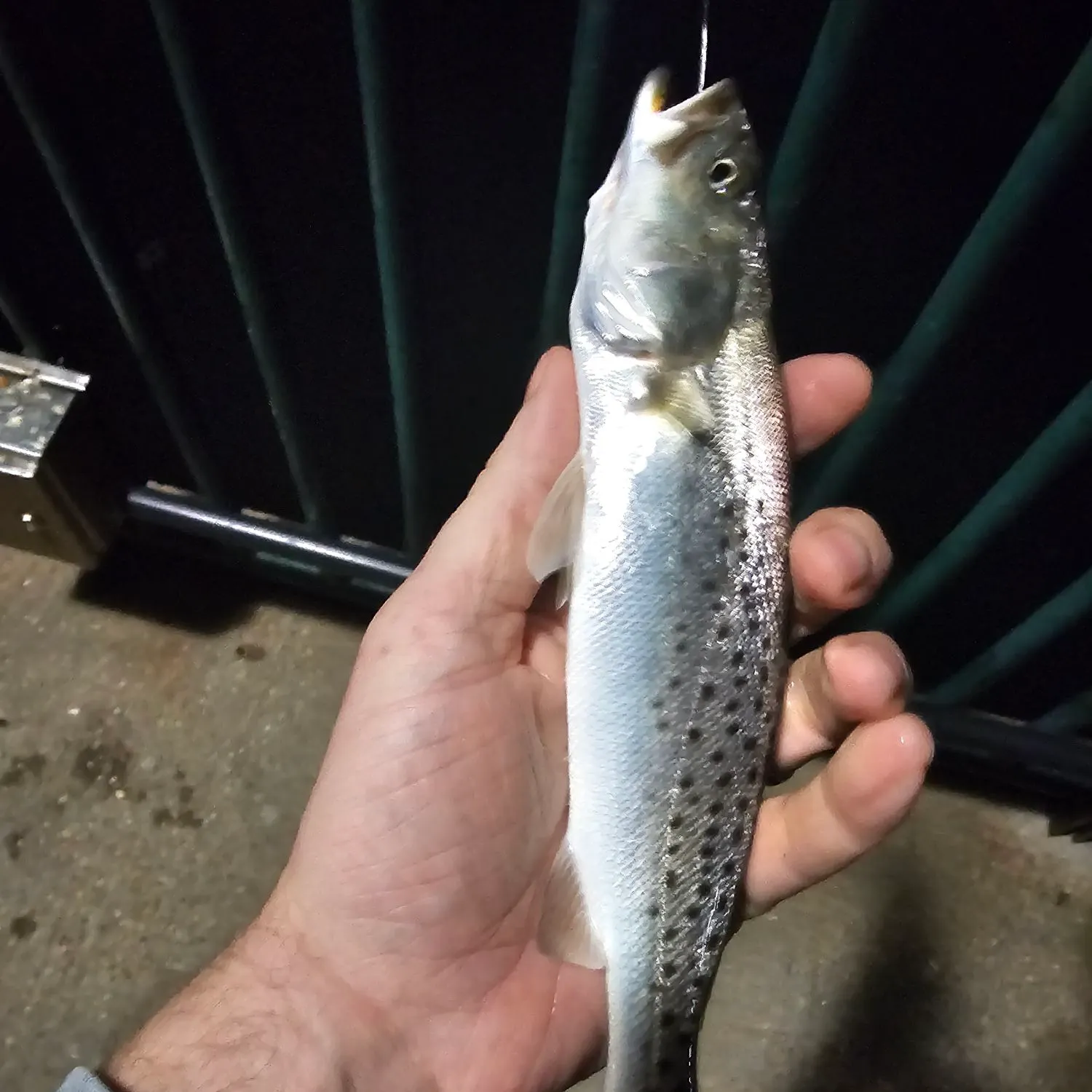 Spotted seatrout caught on Fishbrain