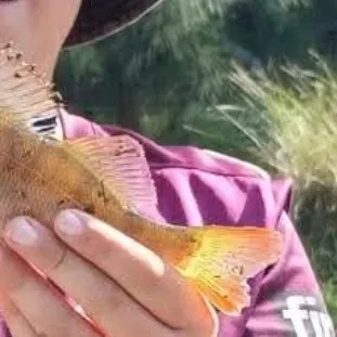 European perch caught on Fishbrain