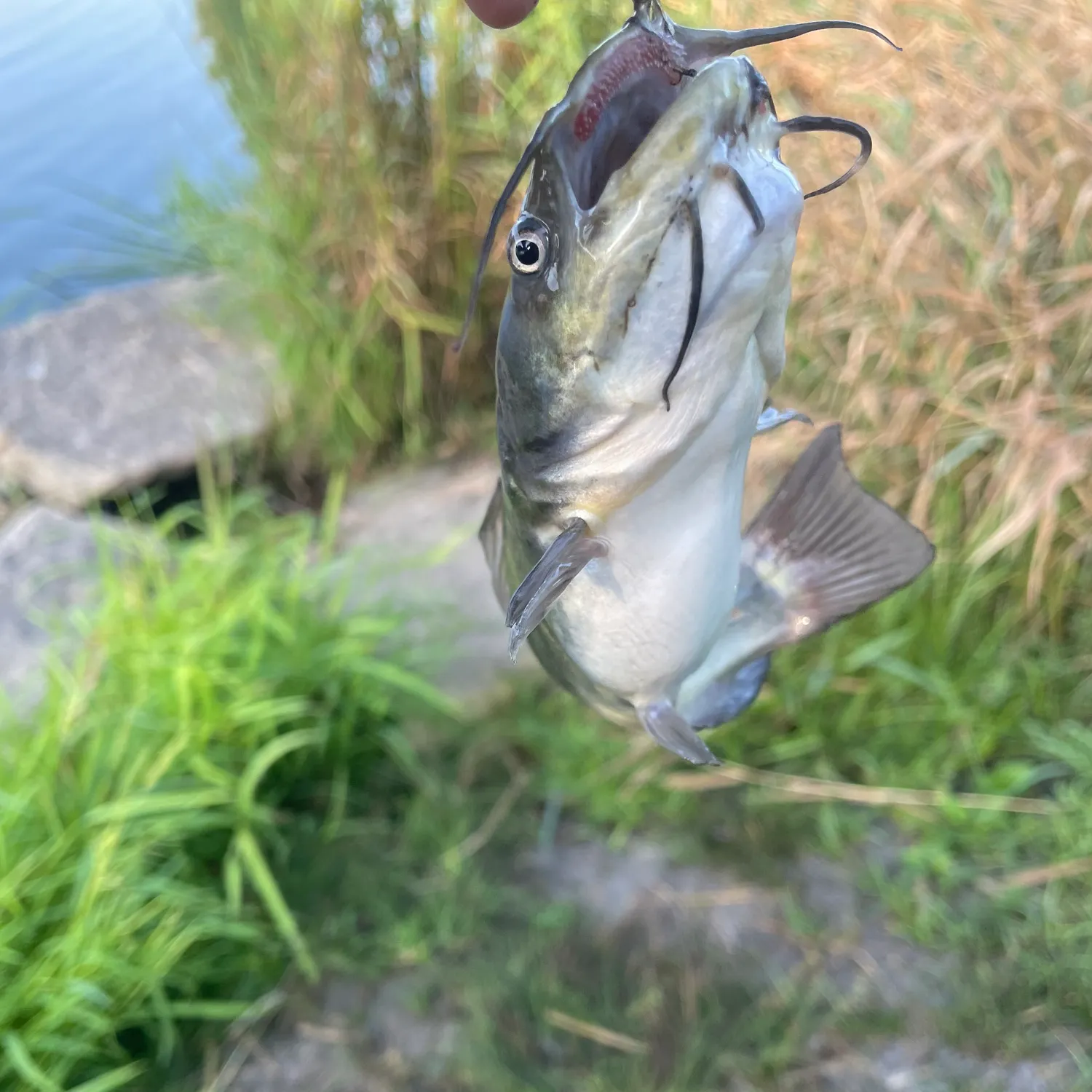 White bullhead caught on Fishbrain