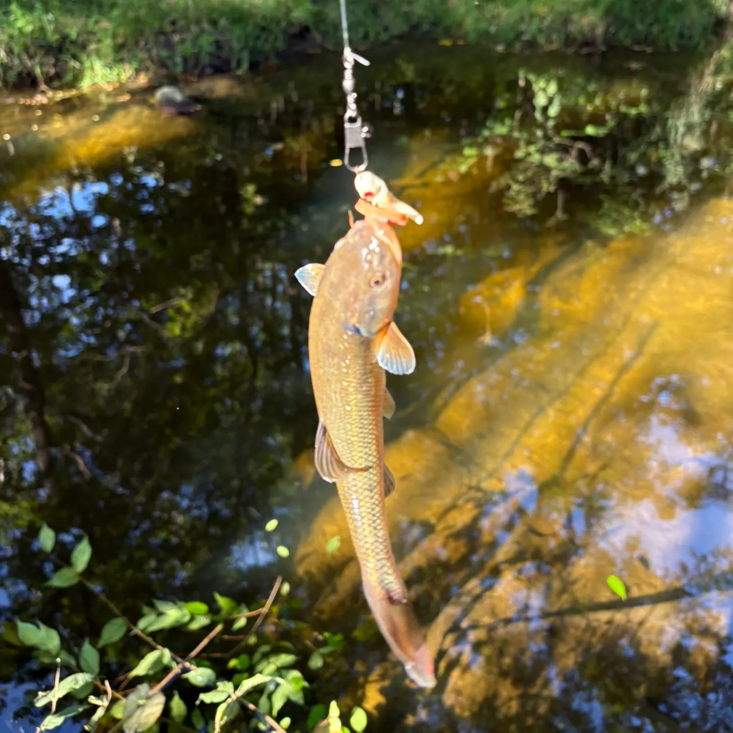 Smallmouth bass caught on Fishbrain
