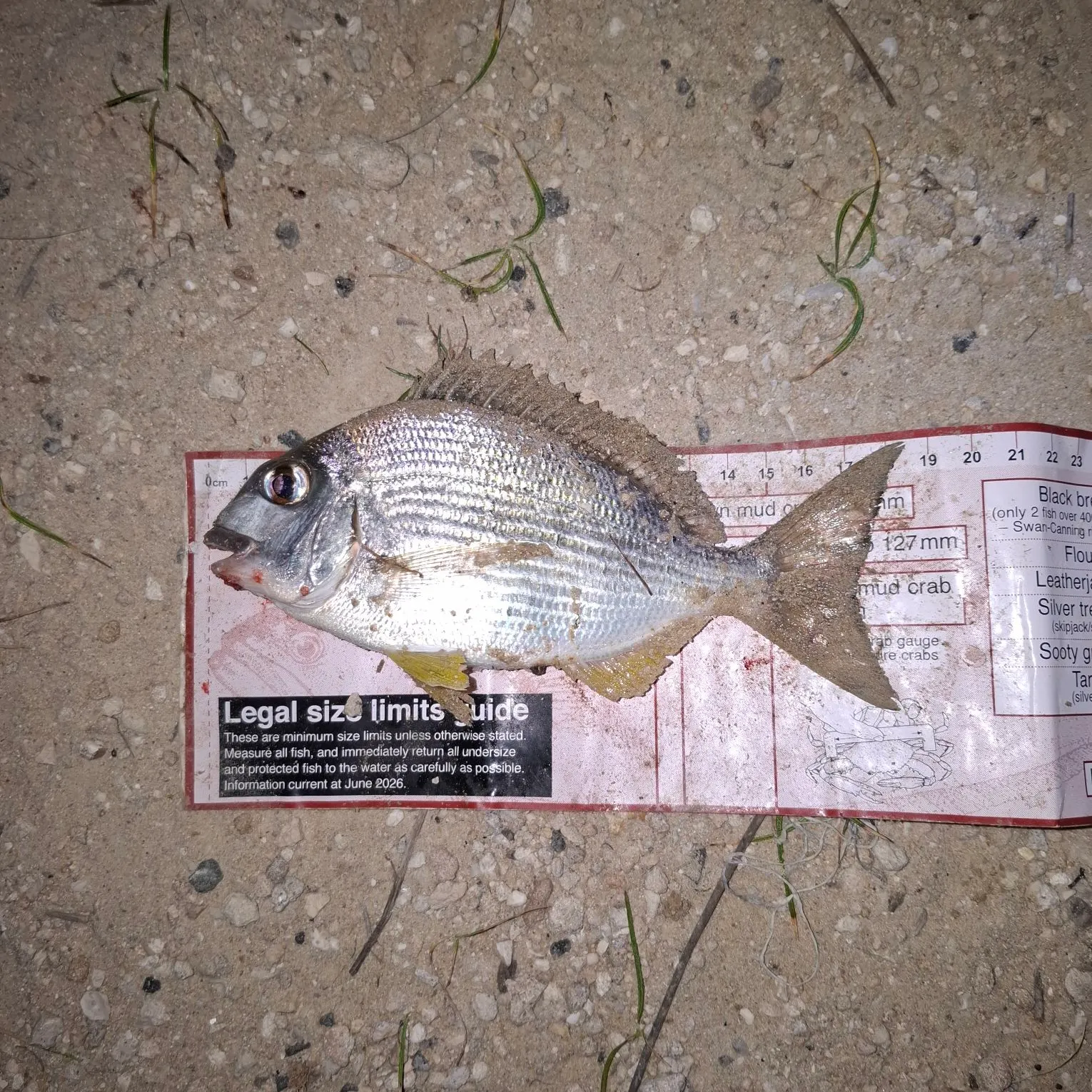 Goldlined seabream caught on Fishbrain