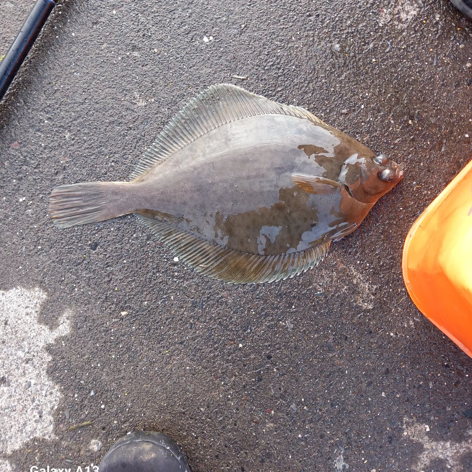The most recent Common dab catches on Fishbrain