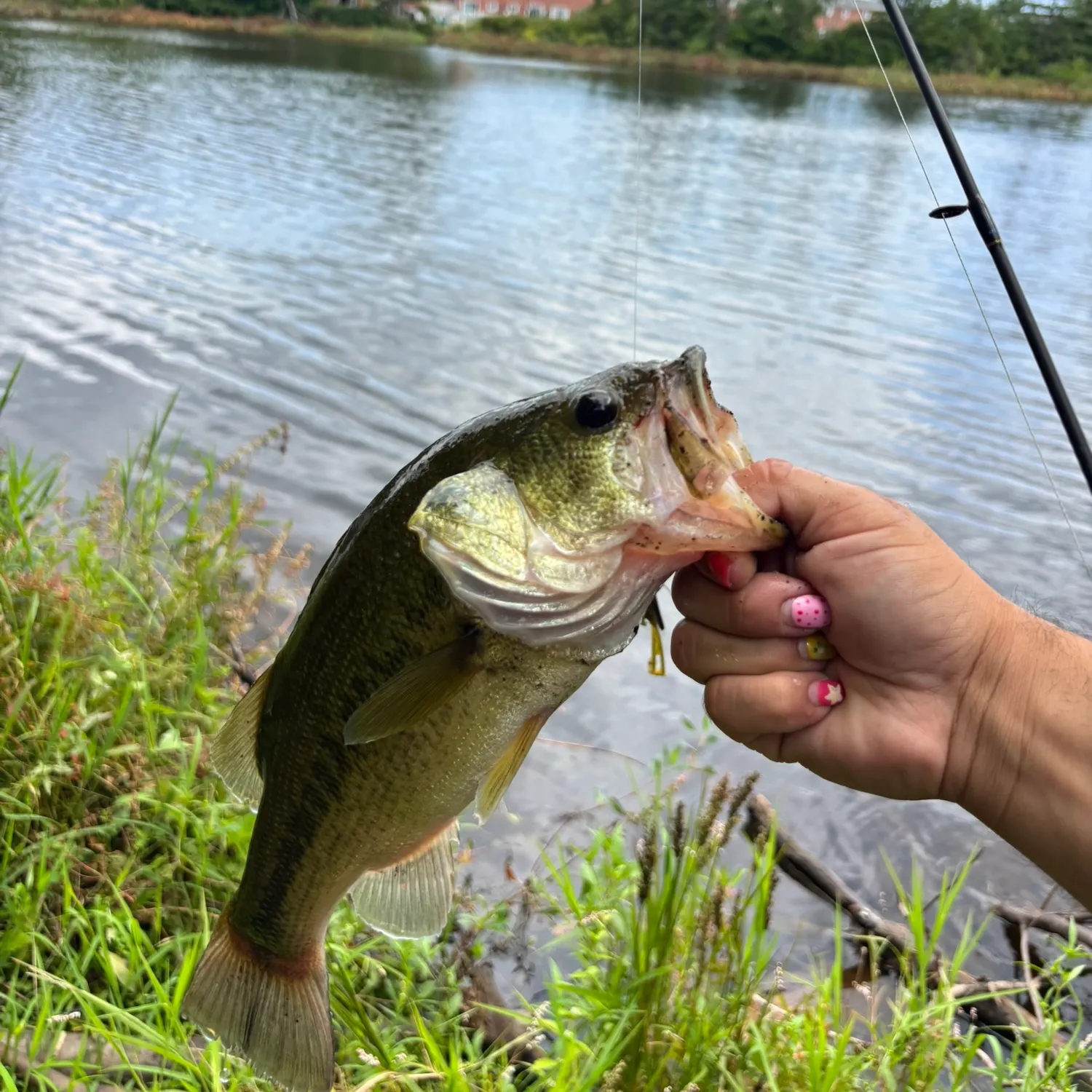 Largemouth bass caught on Fishbrain