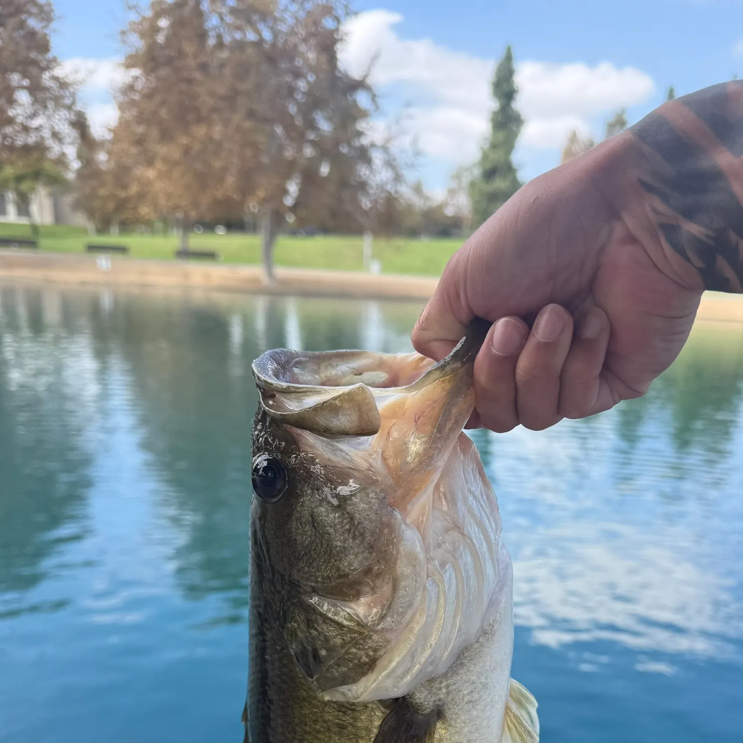 Fish caught on Fishbrain