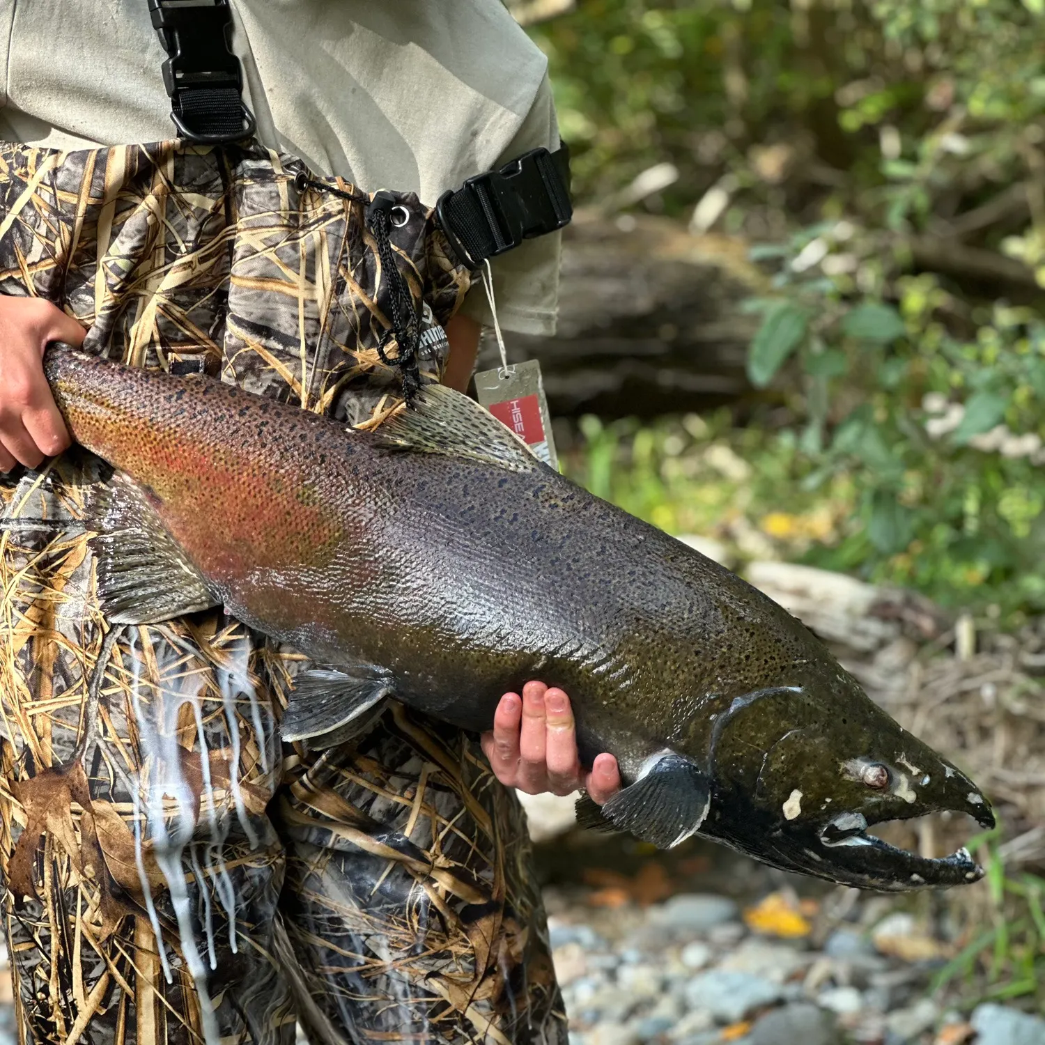 Coho salmon caught on Fishbrain