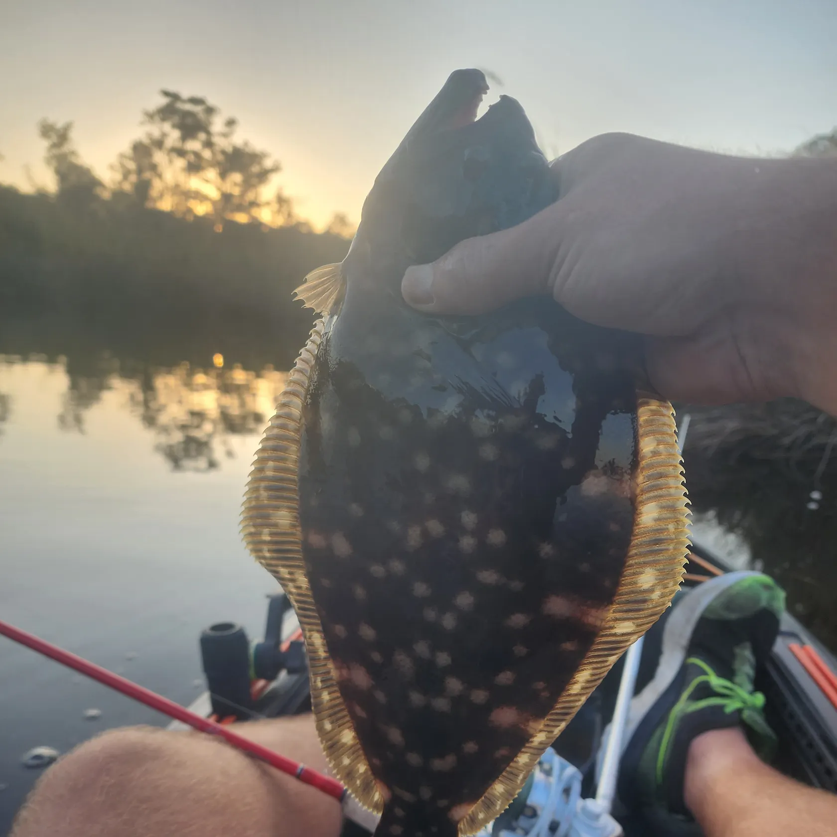 Summer flounder caught on Fishbrain