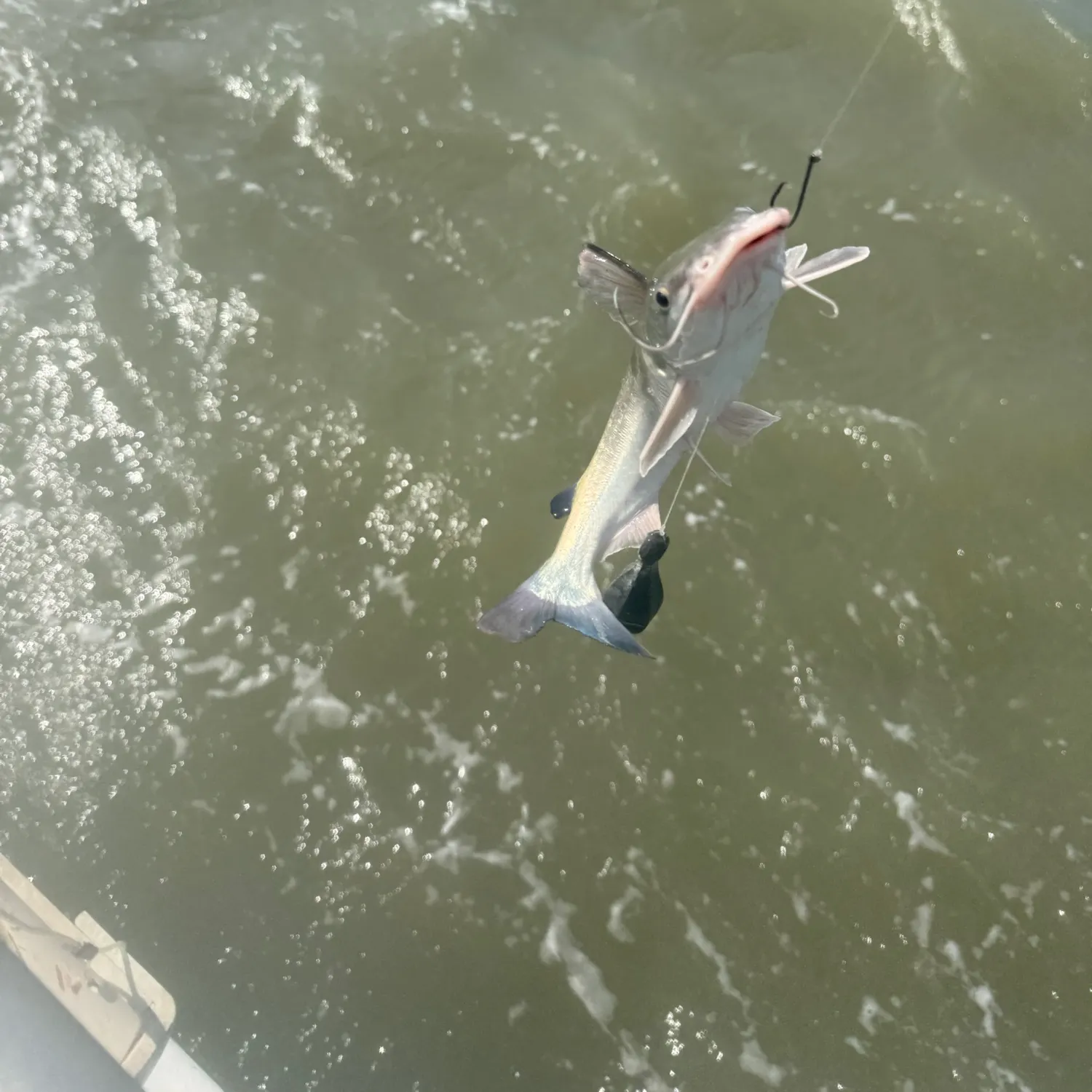 Hardhead sea catfish caught on Fishbrain