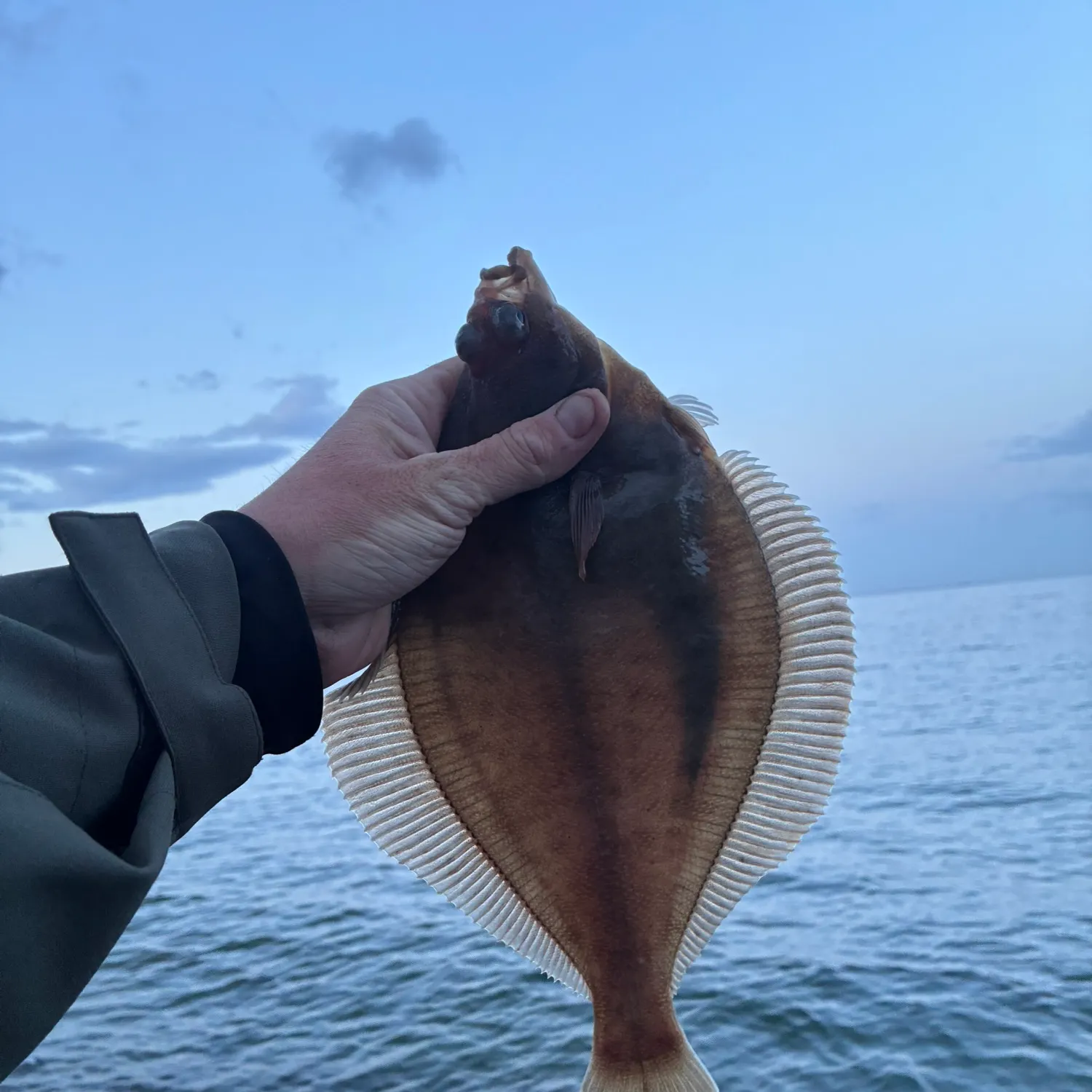 The most recent Common dab catches on Fishbrain