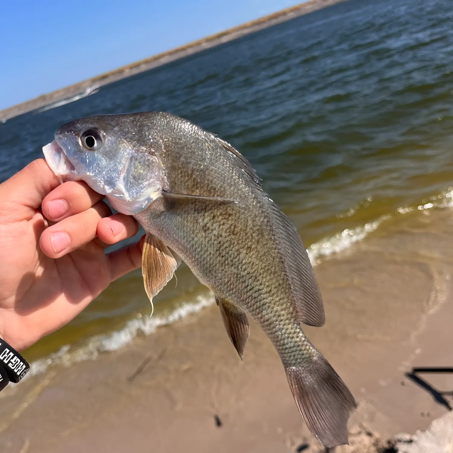 Freshwater drum caught on Fishbrain