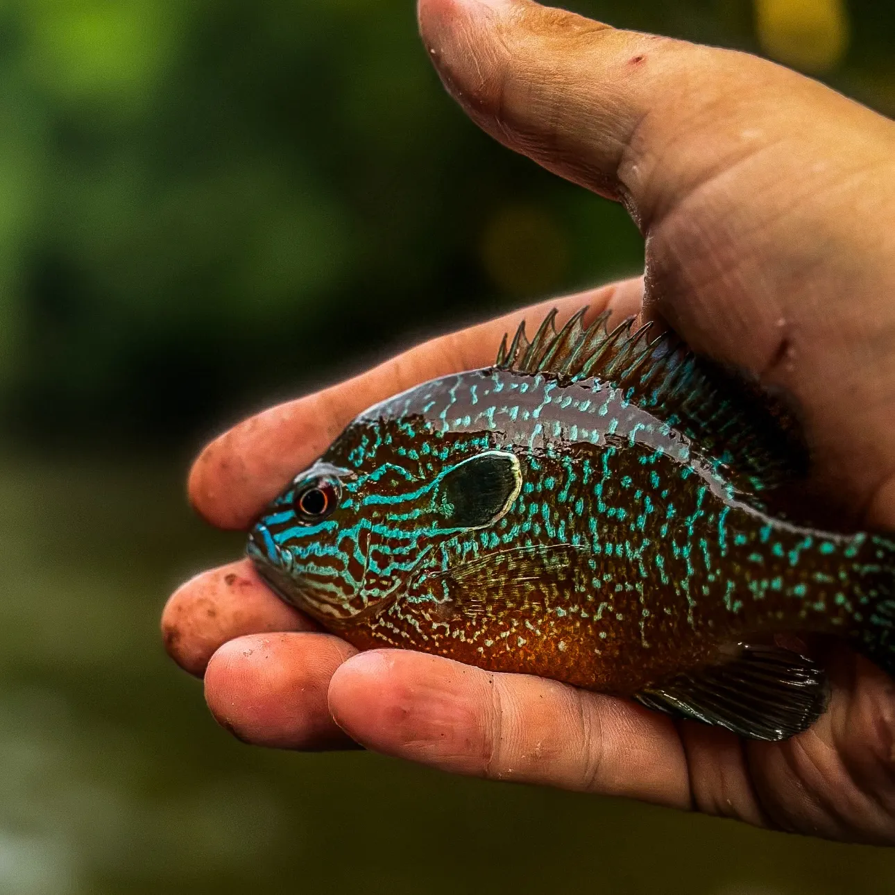 The most recent Longear sunfish catches on Fishbrain