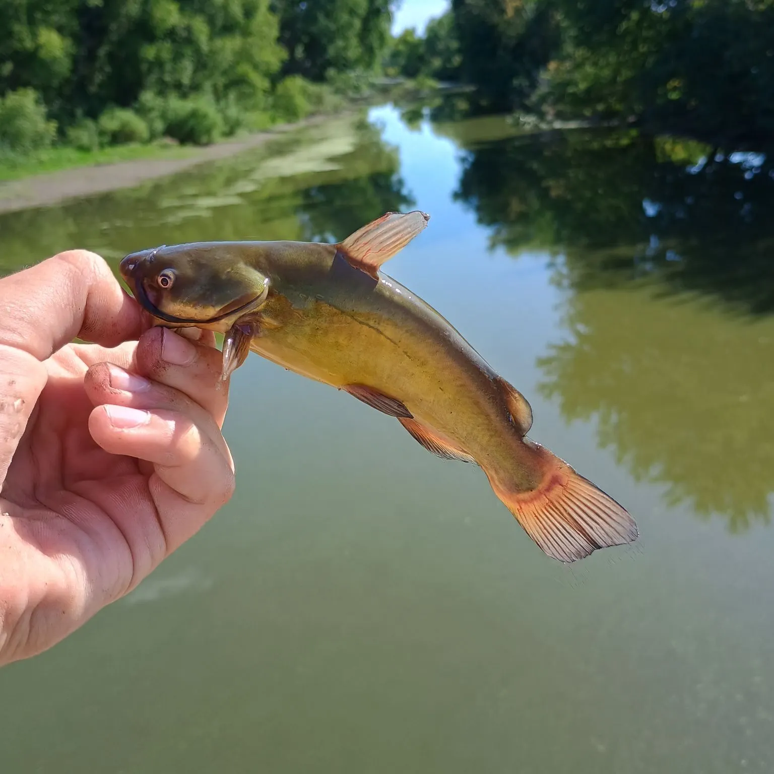 Yellow bullhead caught on Fishbrain