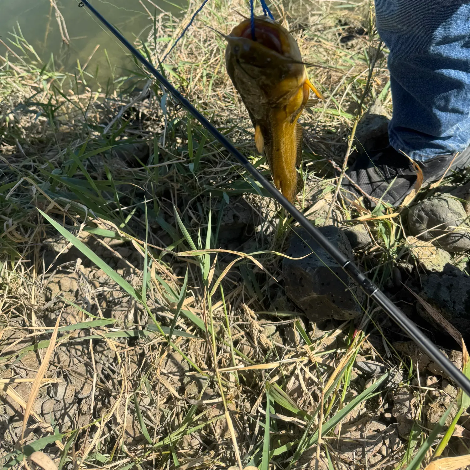 The most recent Granulated catfish catches on Fishbrain