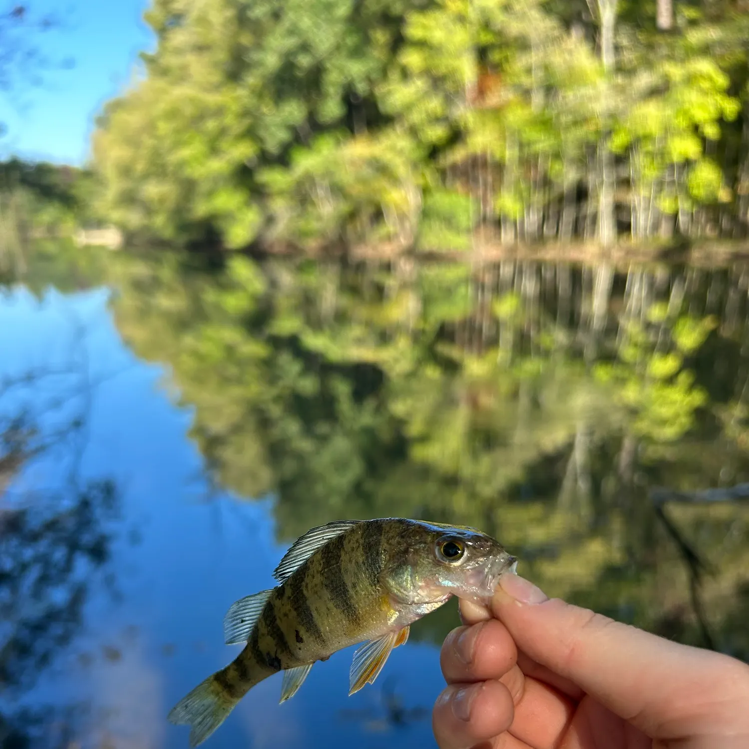 Yellow perch caught on Fishbrain
