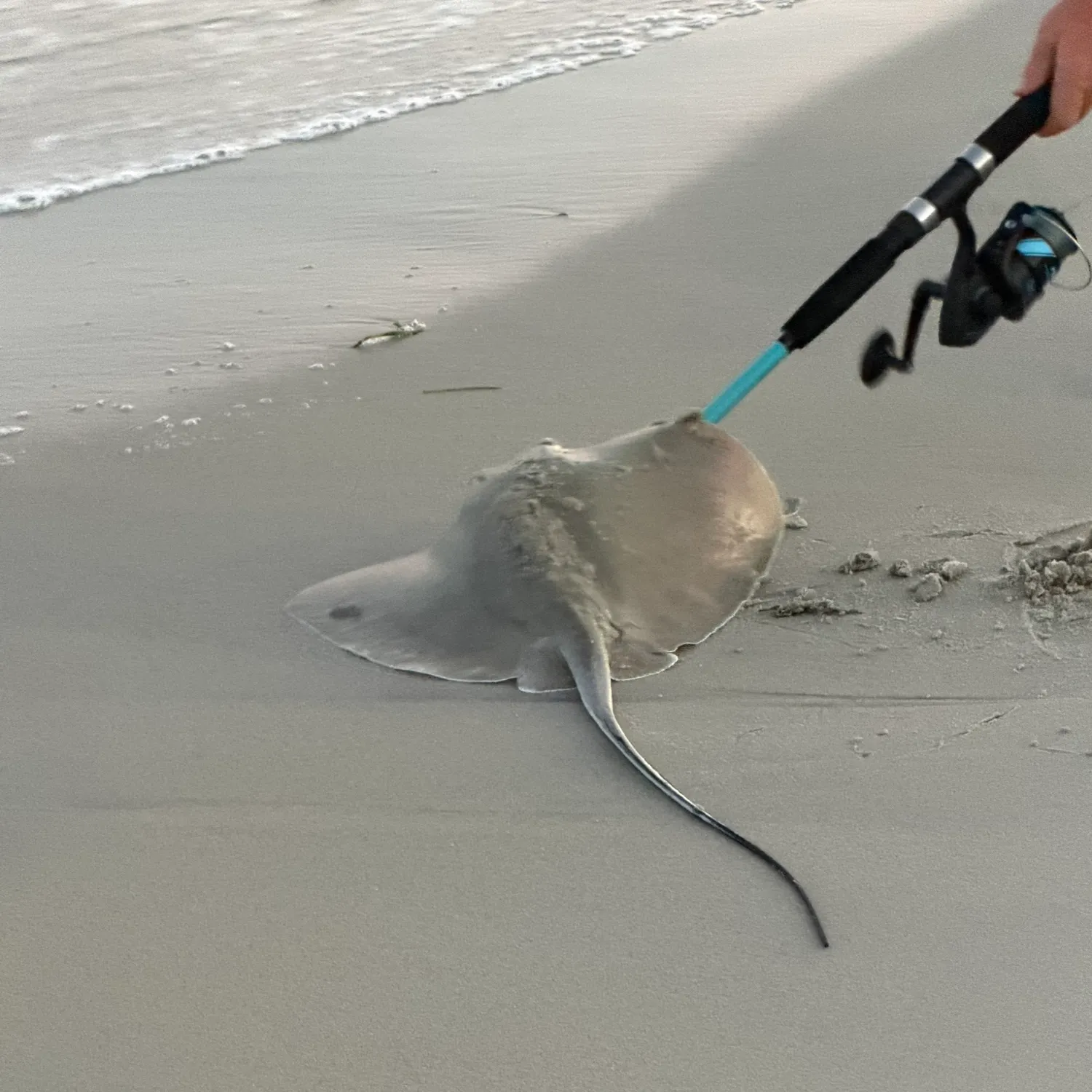The most recent Southern stingray catches on Fishbrain