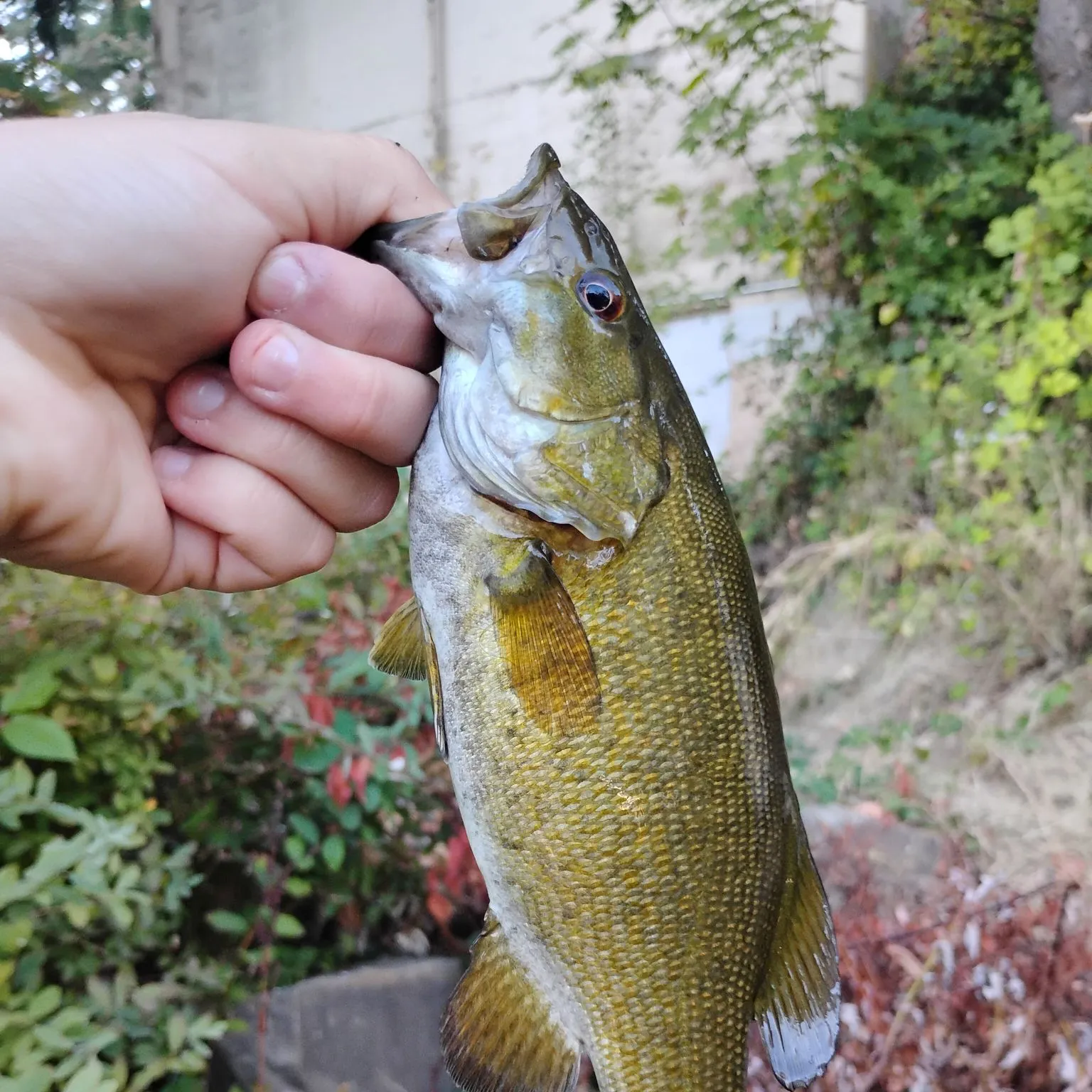 Smallmouth bass caught on Fishbrain