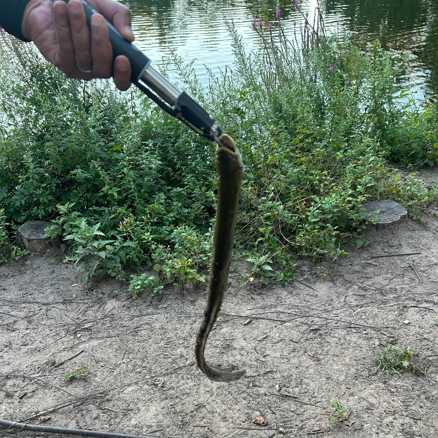 American eel caught on Fishbrain