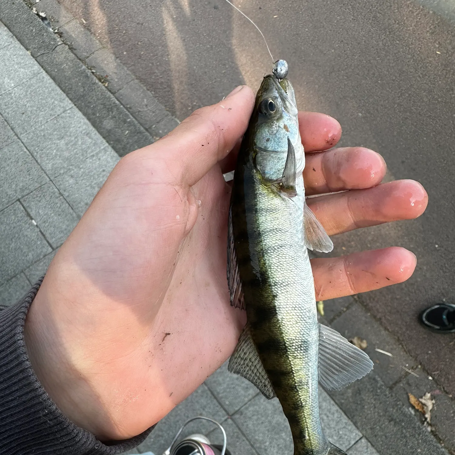 Zander caught on Fishbrain