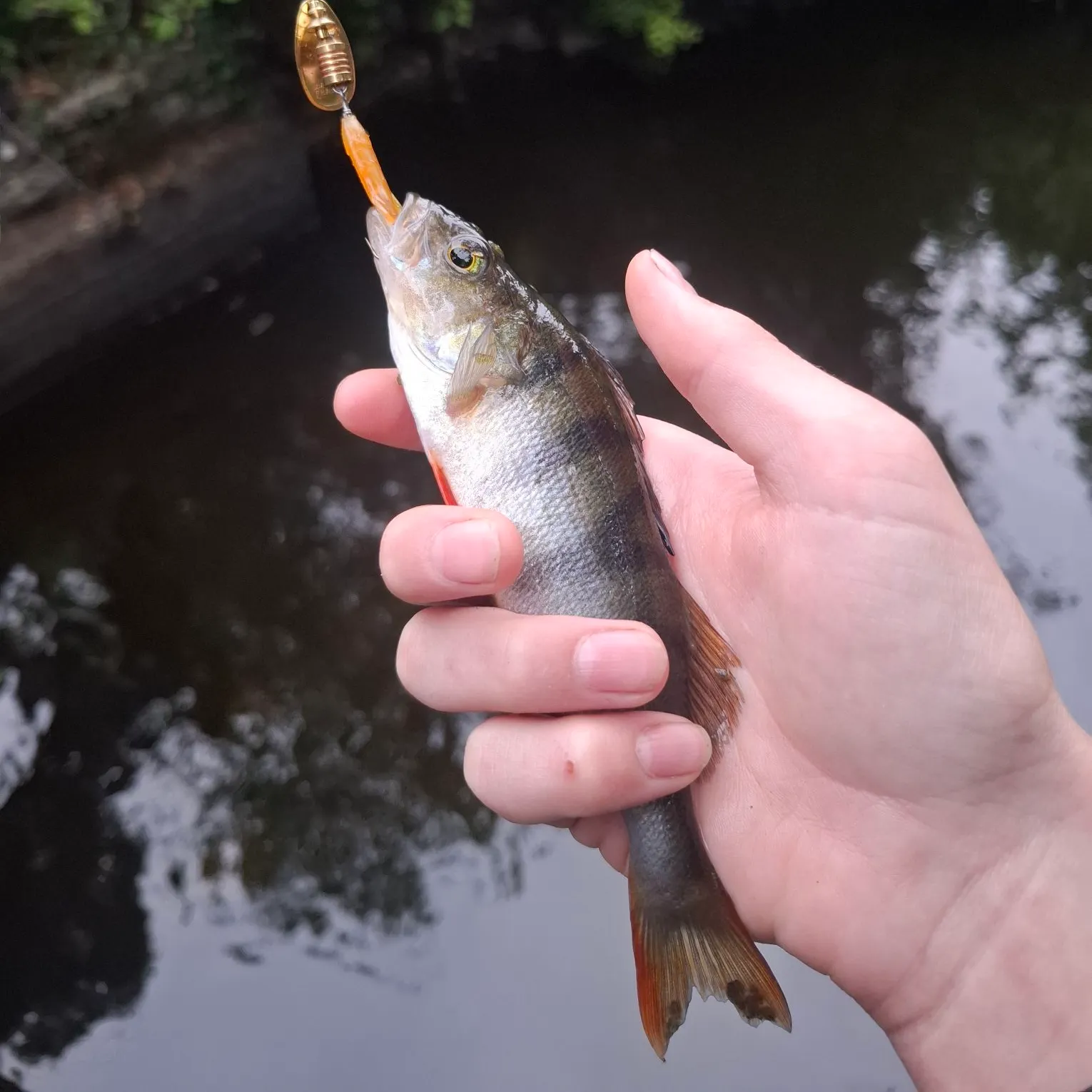 European perch caught on Fishbrain
