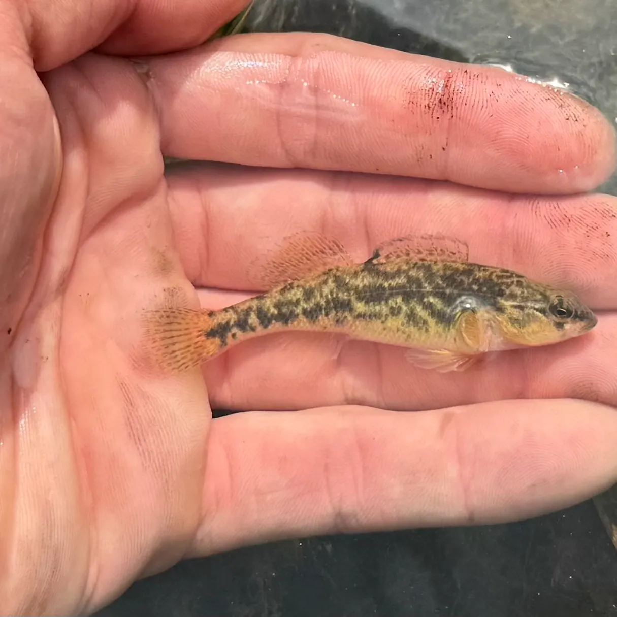 The most recent Headwater darter catches on Fishbrain