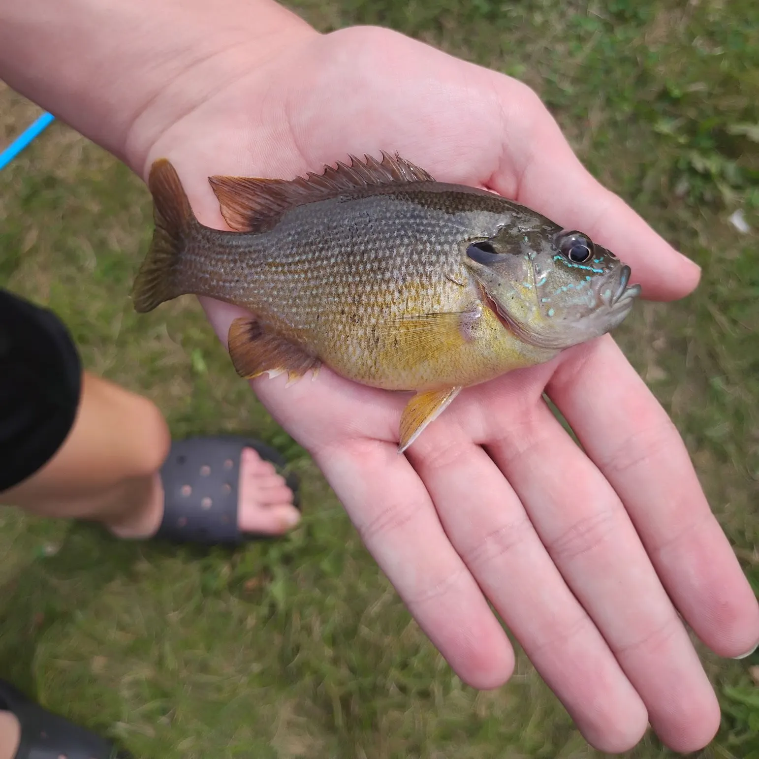 Pumpkinseed caught on Fishbrain