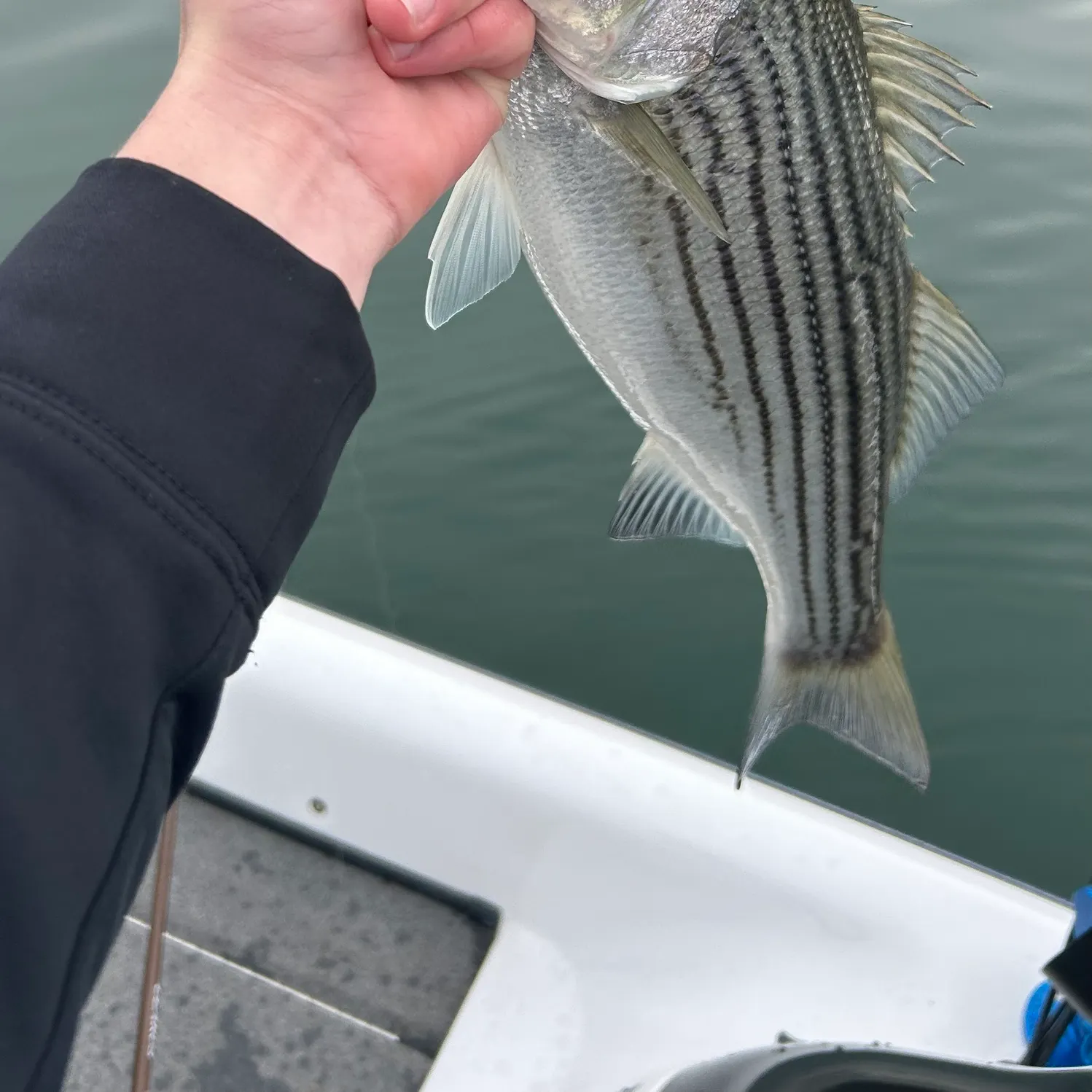 The most recent Striped bass catches on Fishbrain