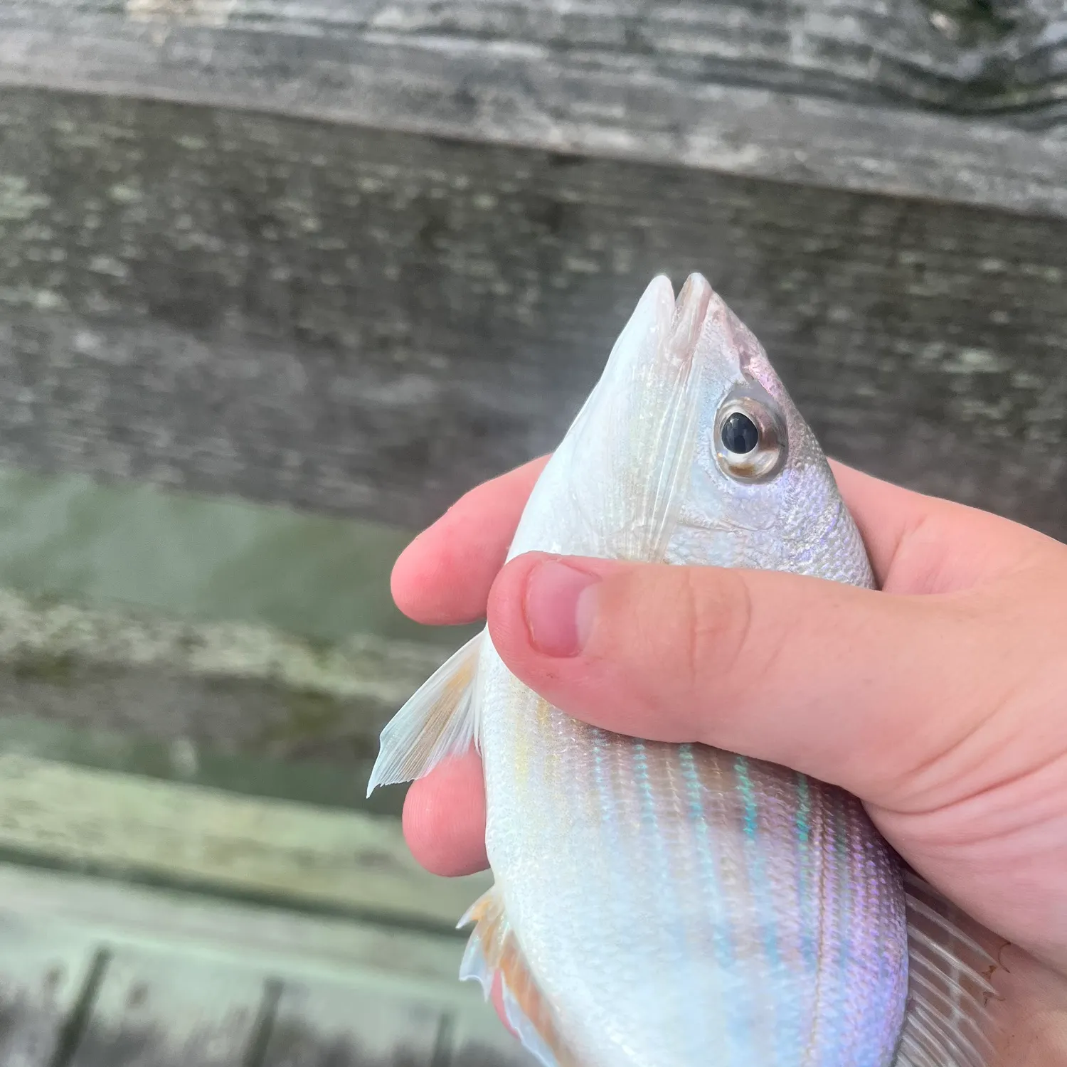 Pinfish caught on Fishbrain