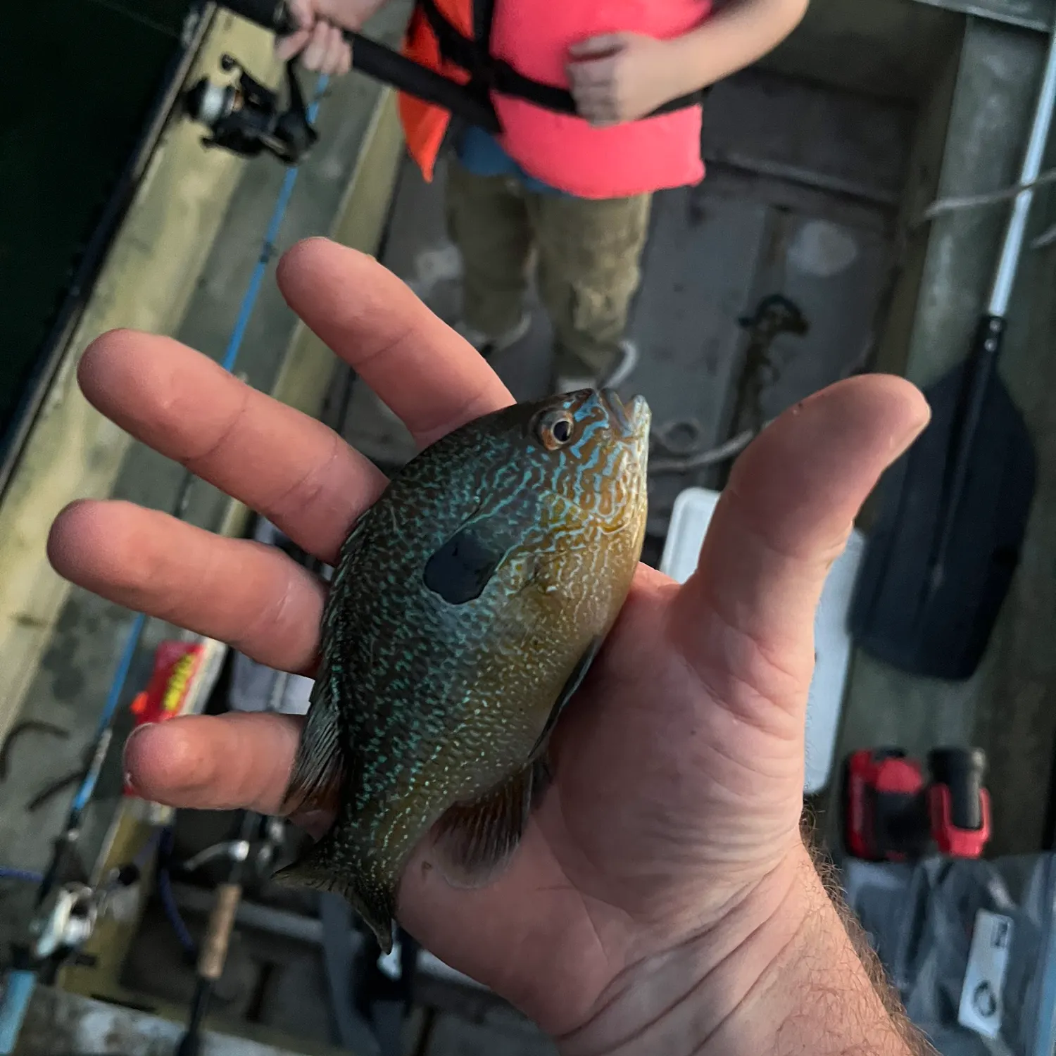 Longear sunfish caught on Fishbrain