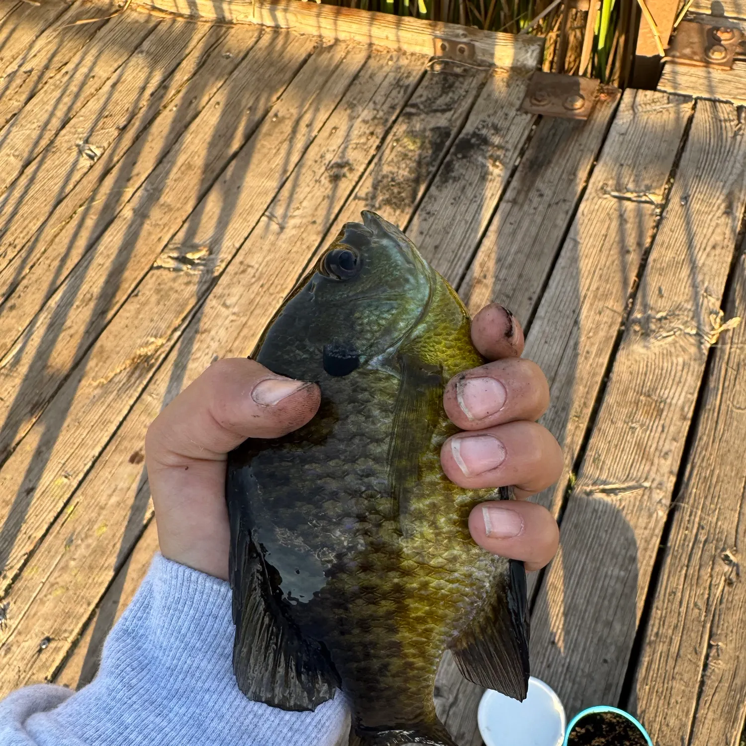 Bluegill caught on Fishbrain