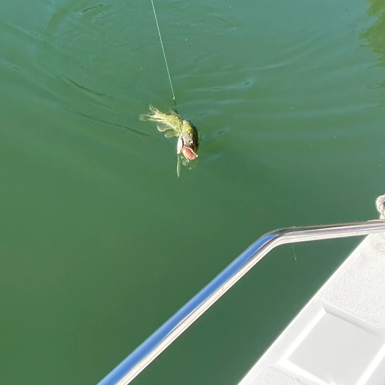 Northern pike caught on Fishbrain
