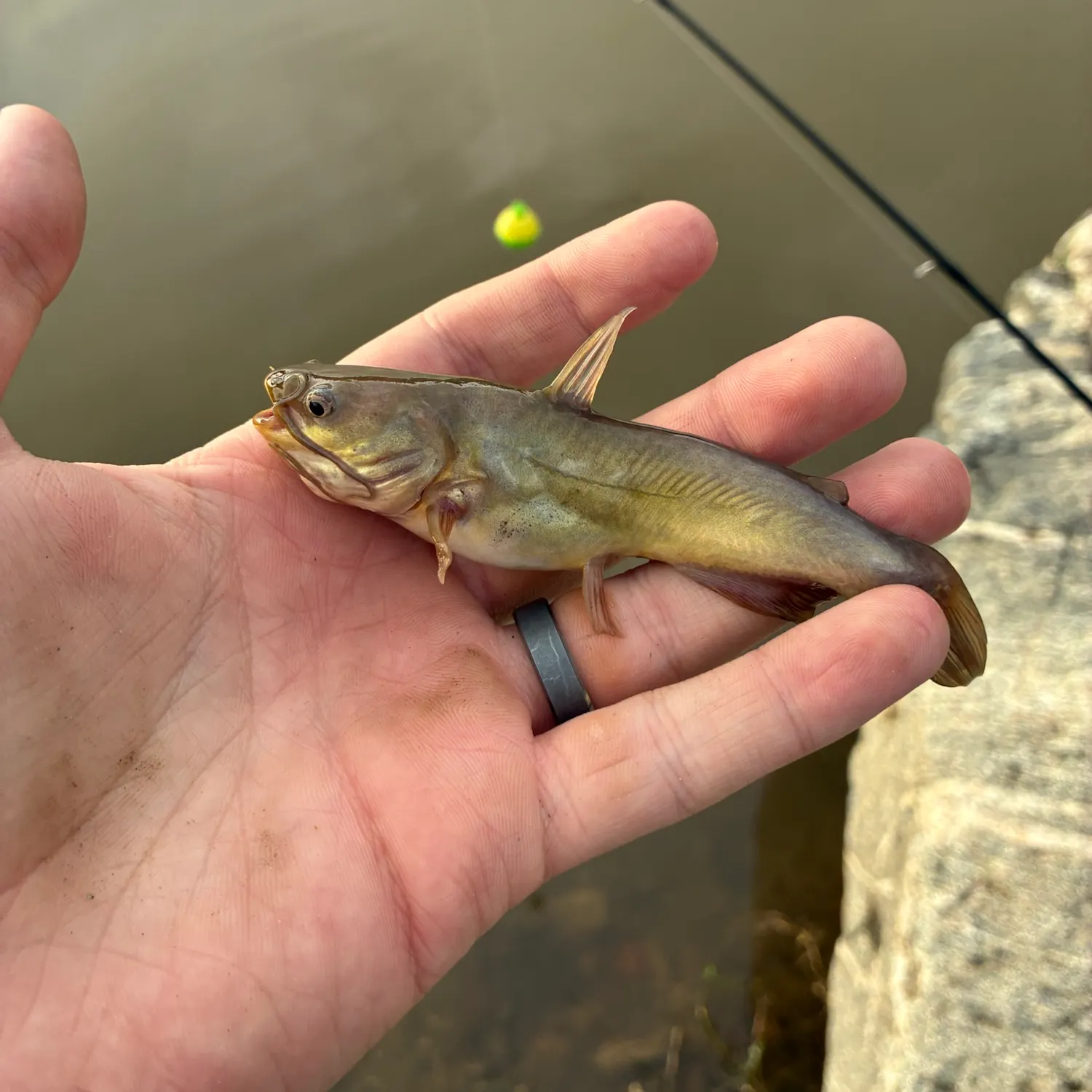 Yellow bullhead caught on Fishbrain