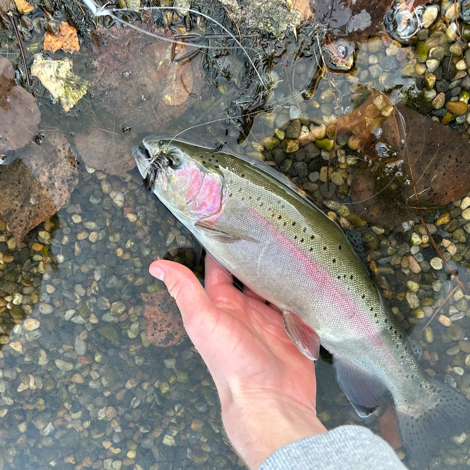 Rainbow trout caught on Fishbrain