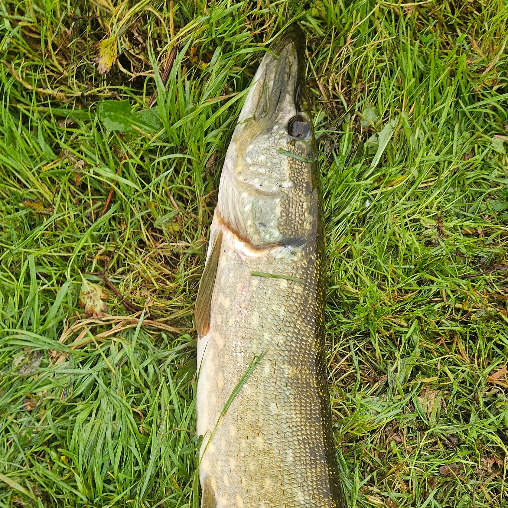 Northern pike caught on Fishbrain