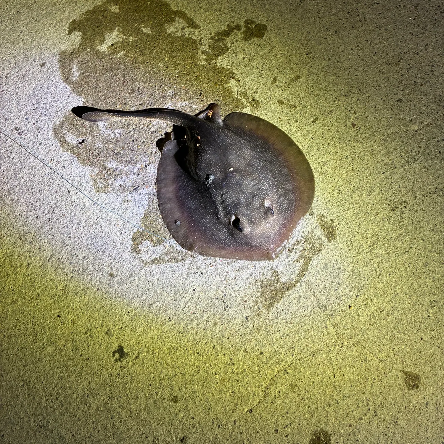 Haller's round ray caught on Fishbrain