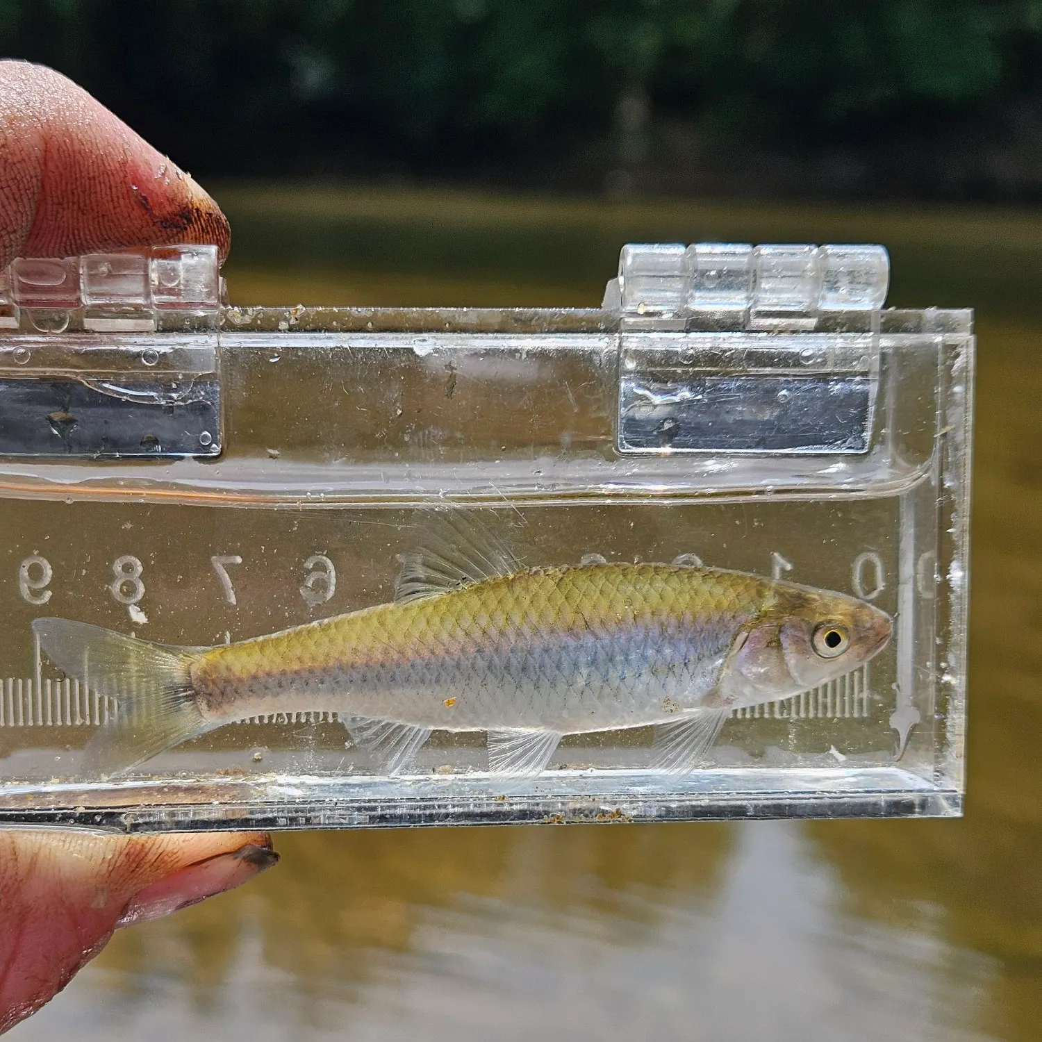 The most recent Satinfin shiner catches on Fishbrain