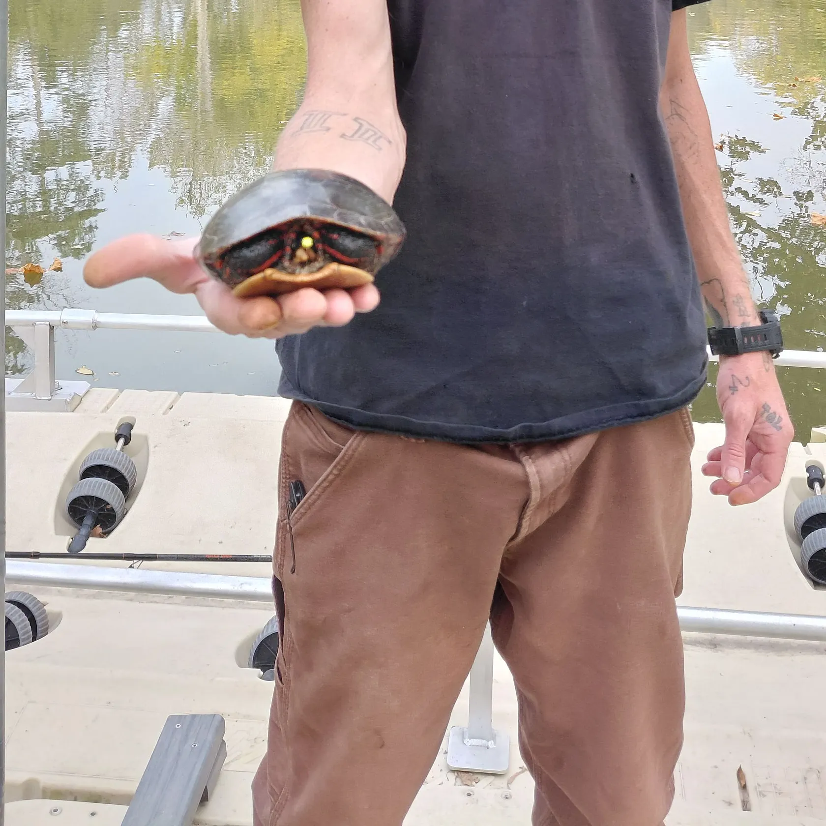 Painted turtle caught on Fishbrain