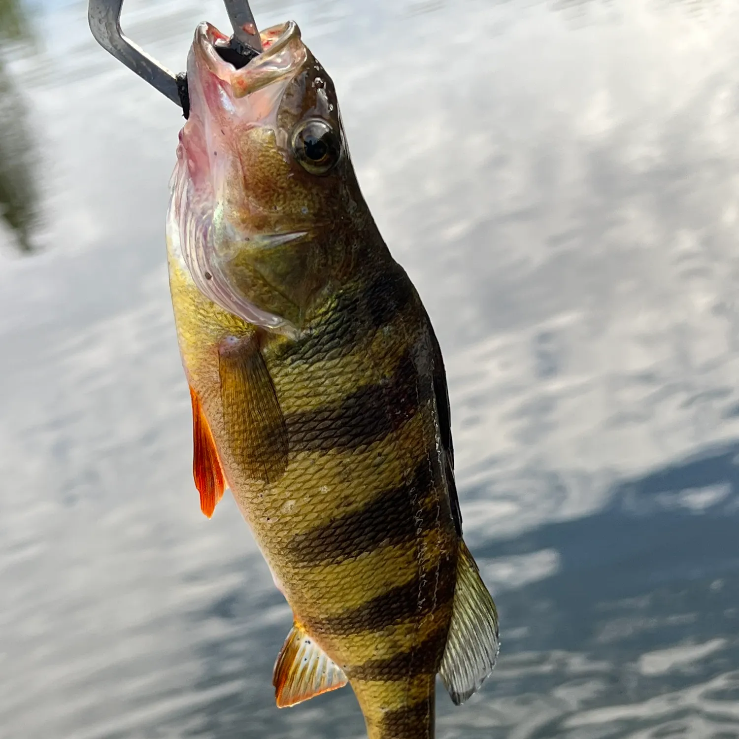 Yellow perch caught on Fishbrain