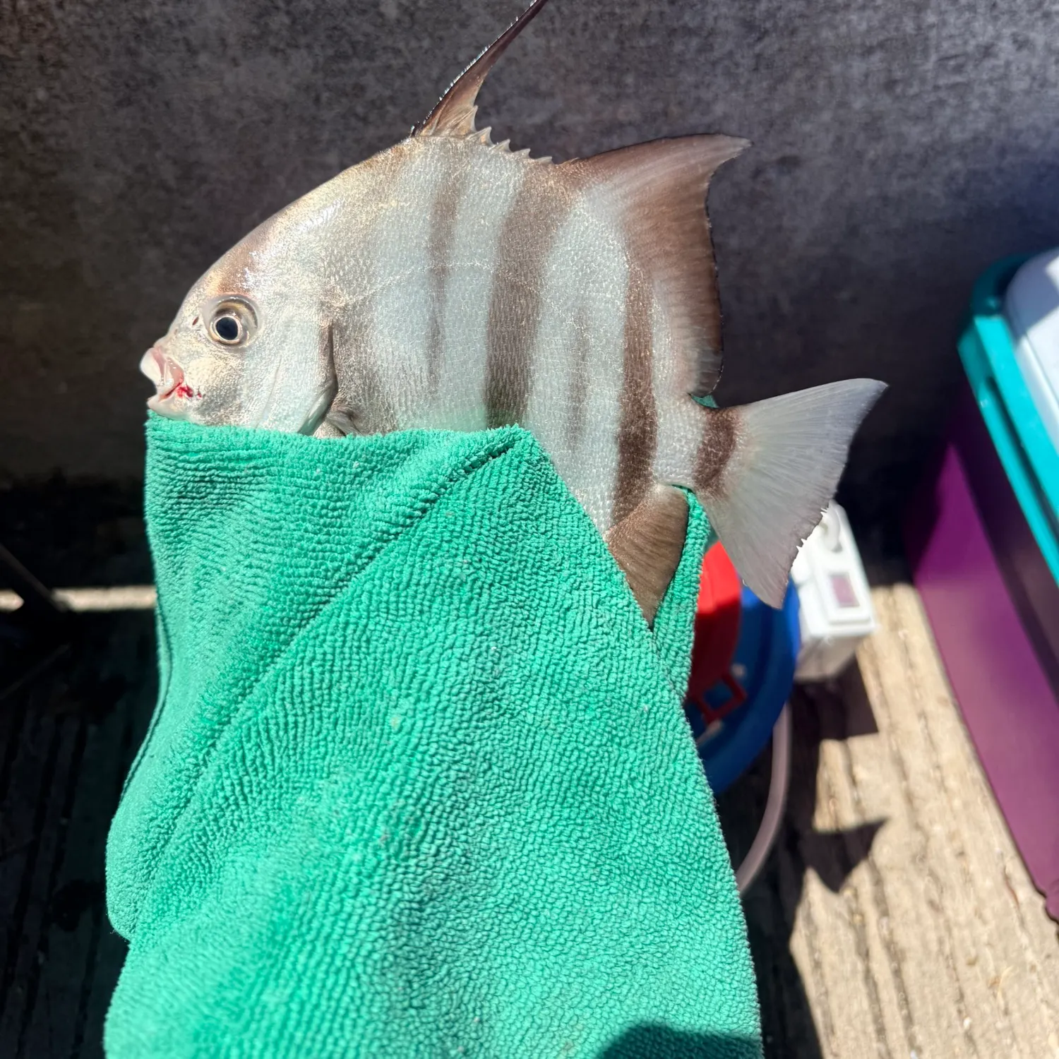 recently logged catches