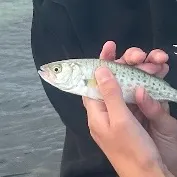 The most recent Chinook salmon catches on Fishbrain