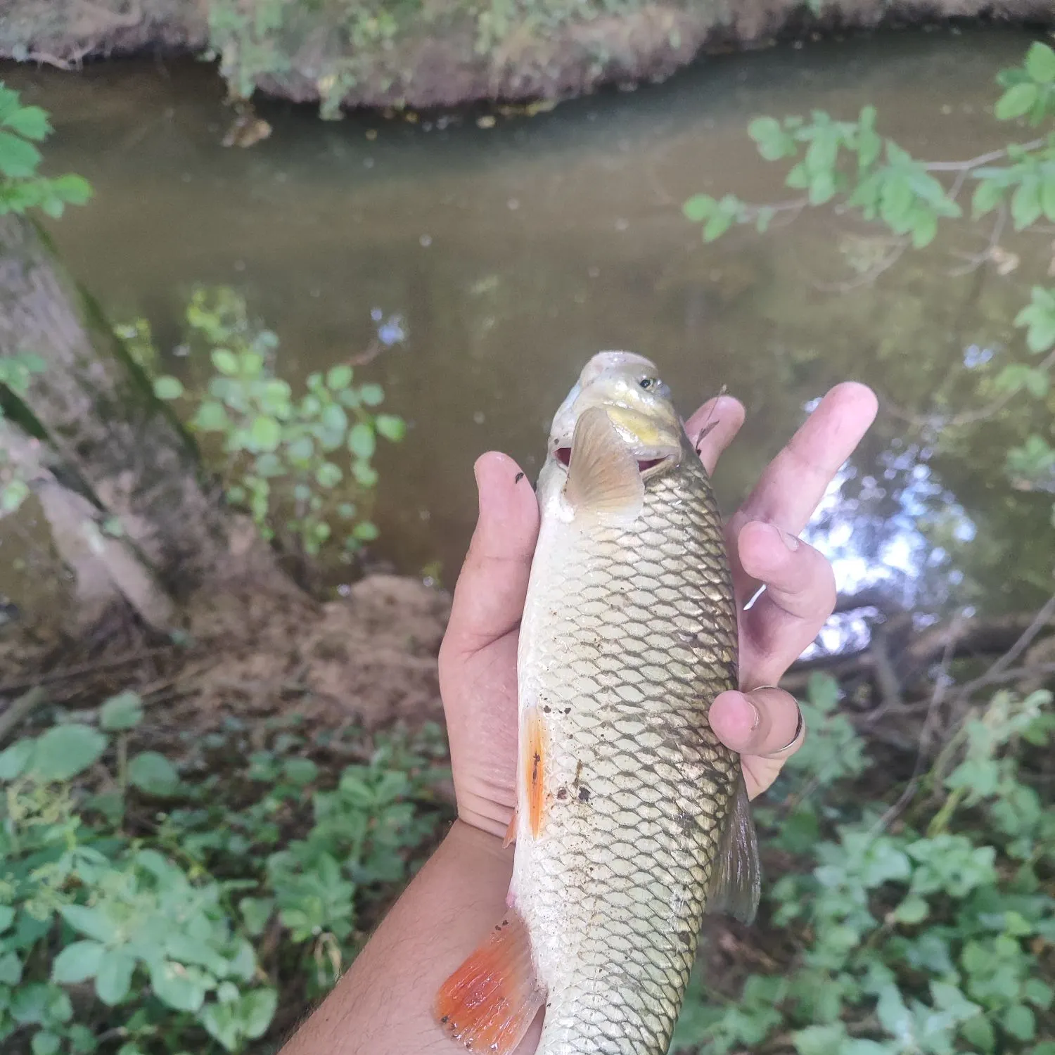 The most recent European chub catches on Fishbrain