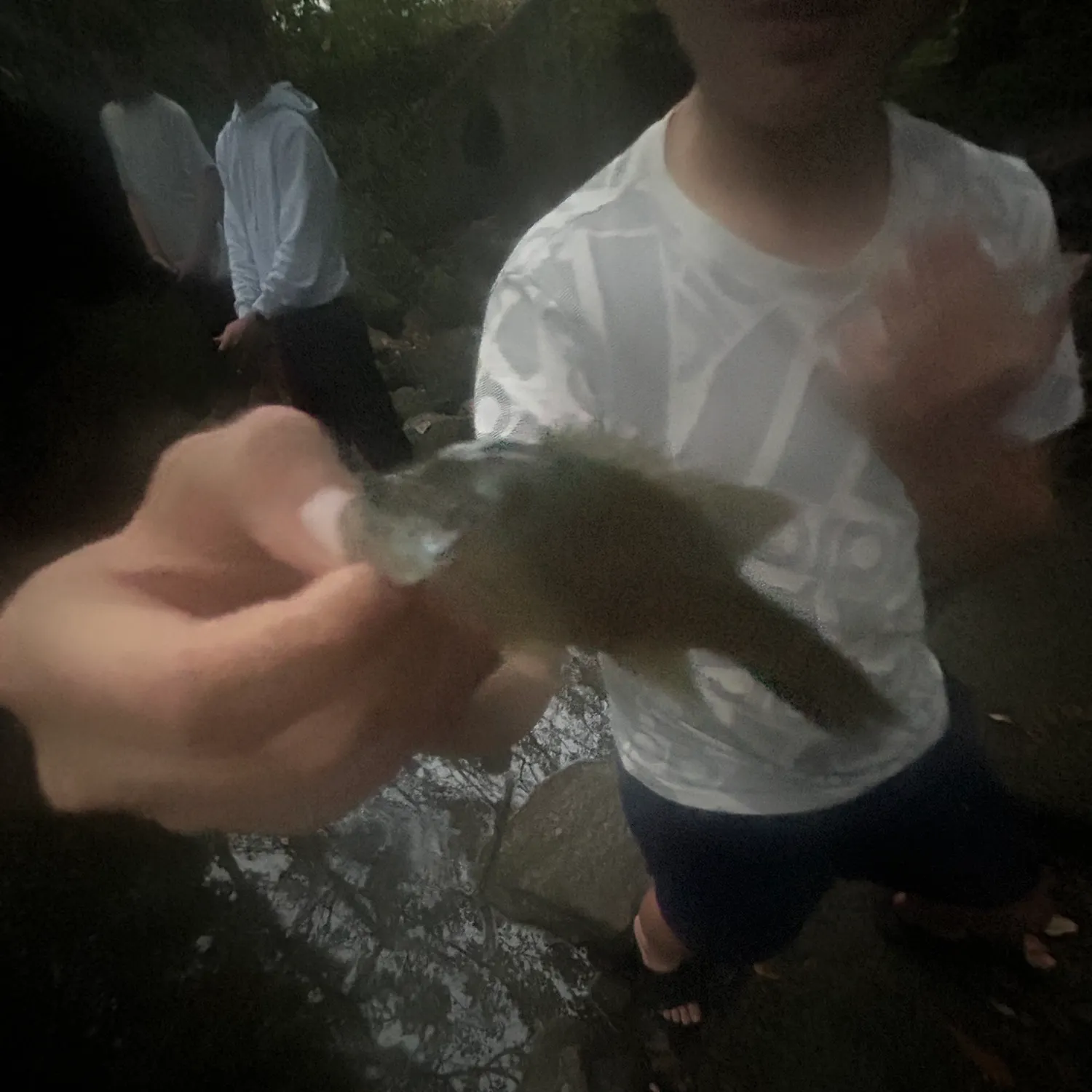 Green sunfish caught on Fishbrain