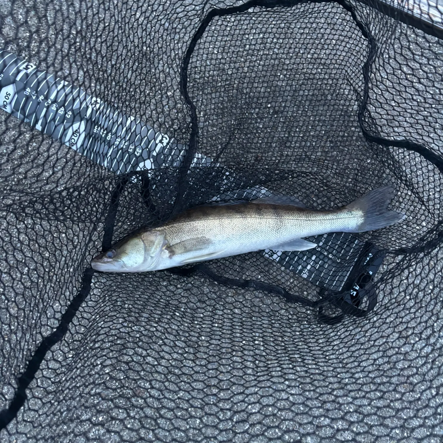 Zander caught on Fishbrain
