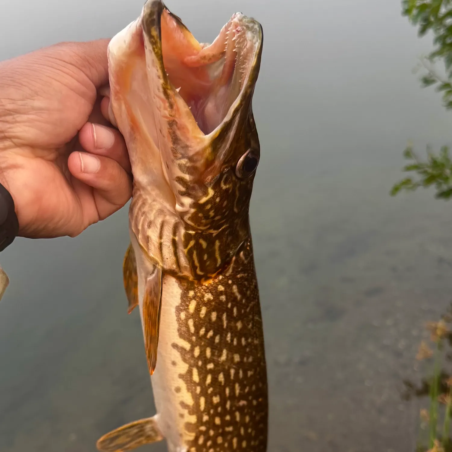 catch