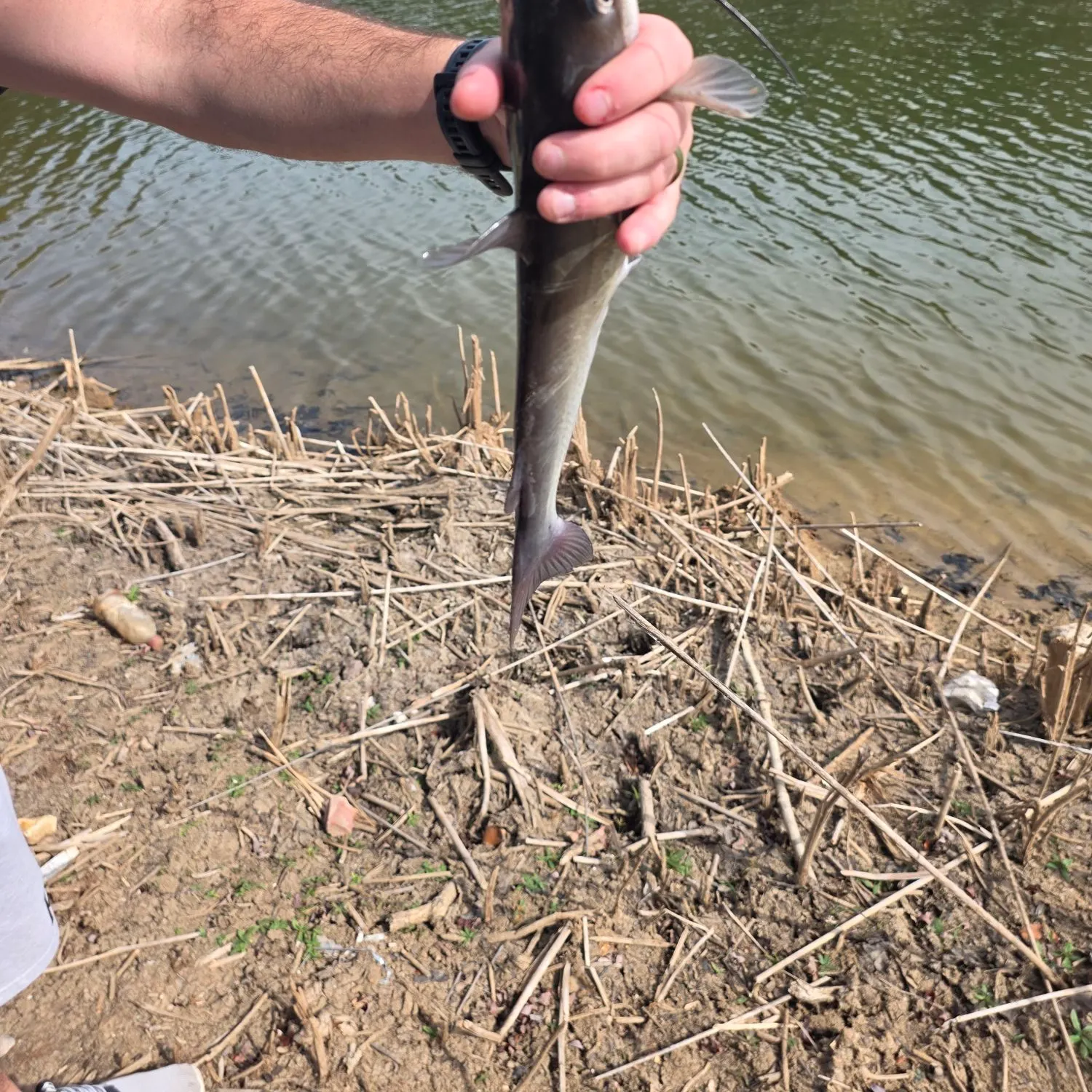 White bullhead caught on Fishbrain