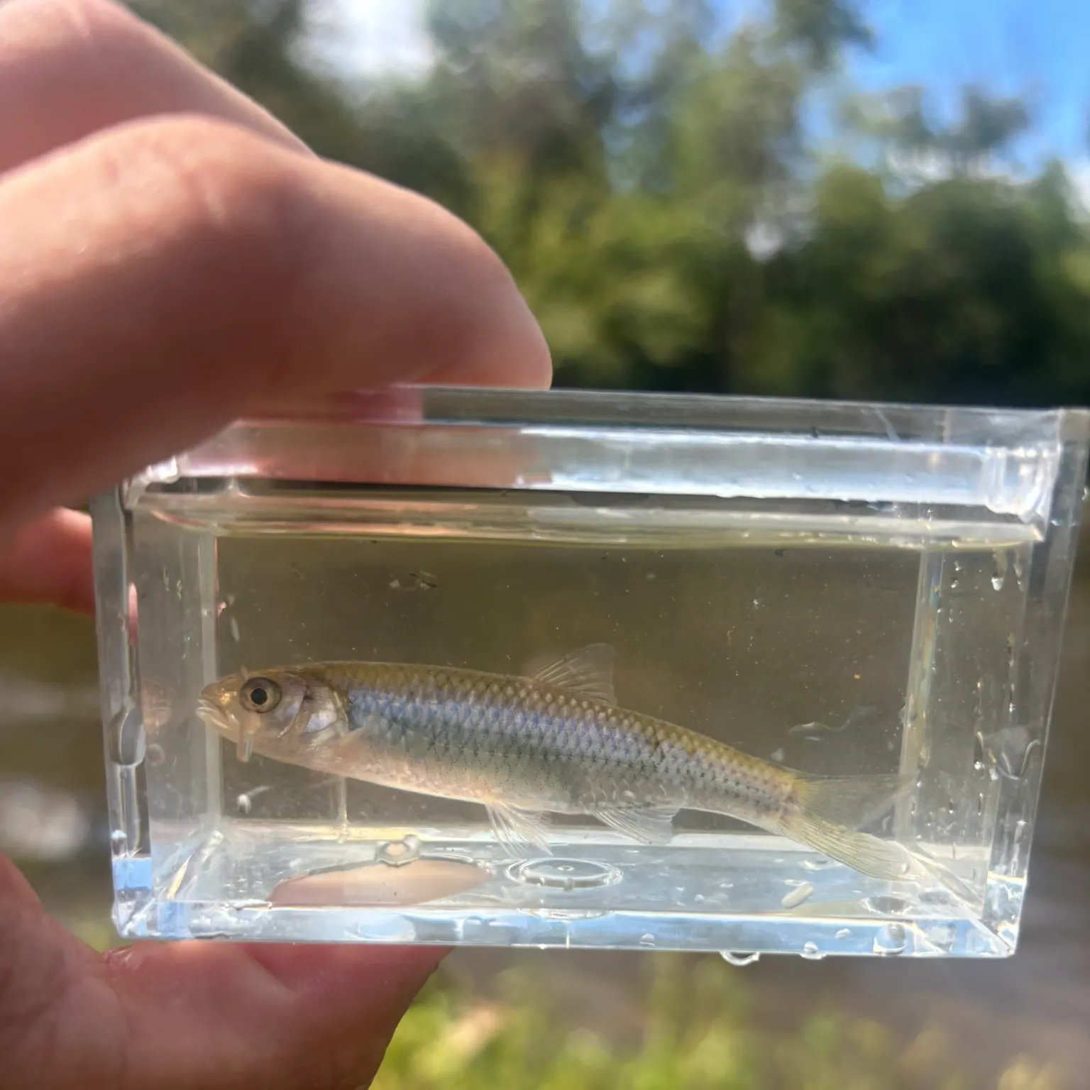 The most recent Satinfin shiner catches on Fishbrain