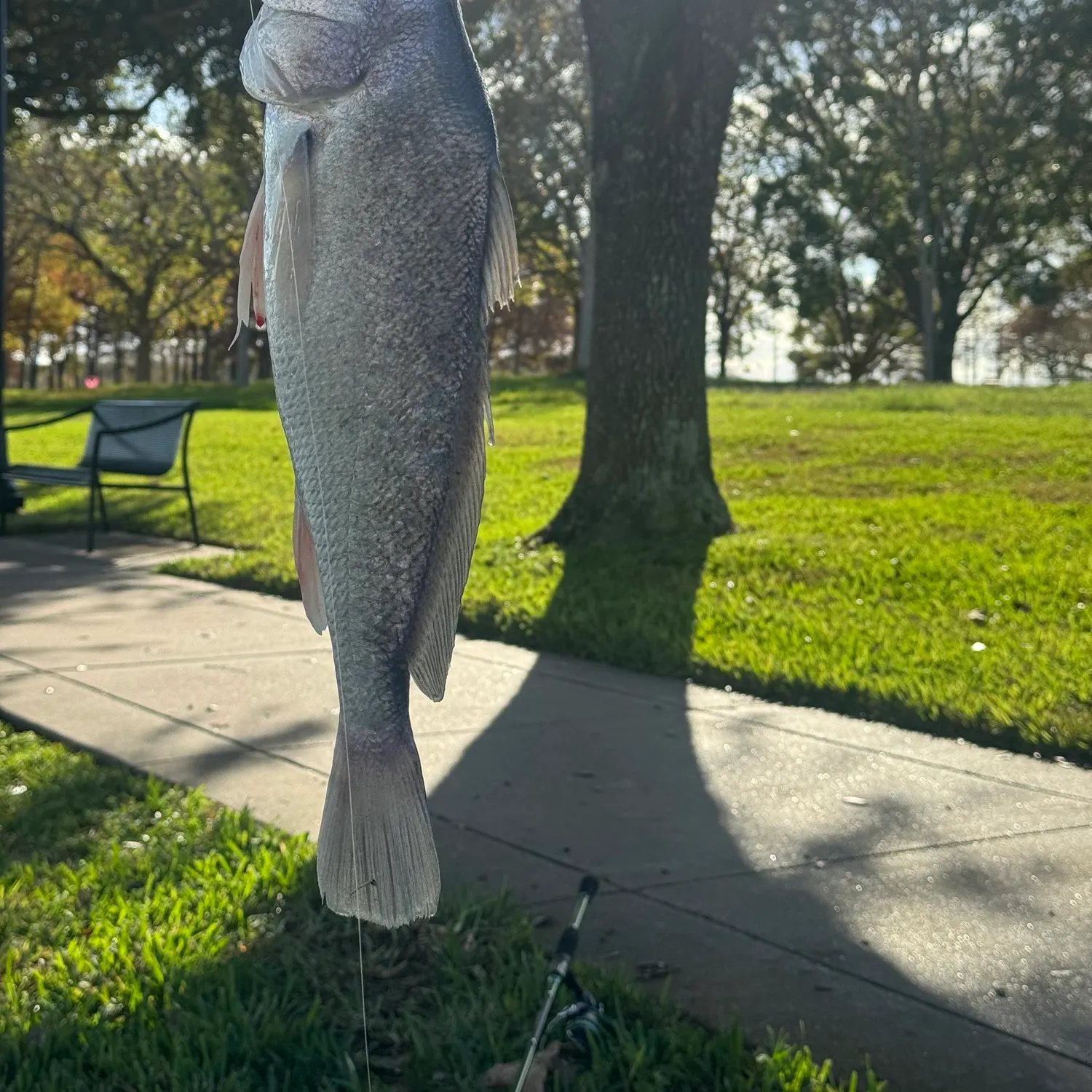 The most recent Freshwater drum catches on Fishbrain
