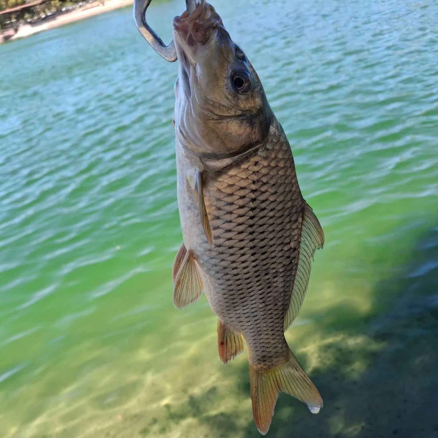 Common carp caught on Fishbrain