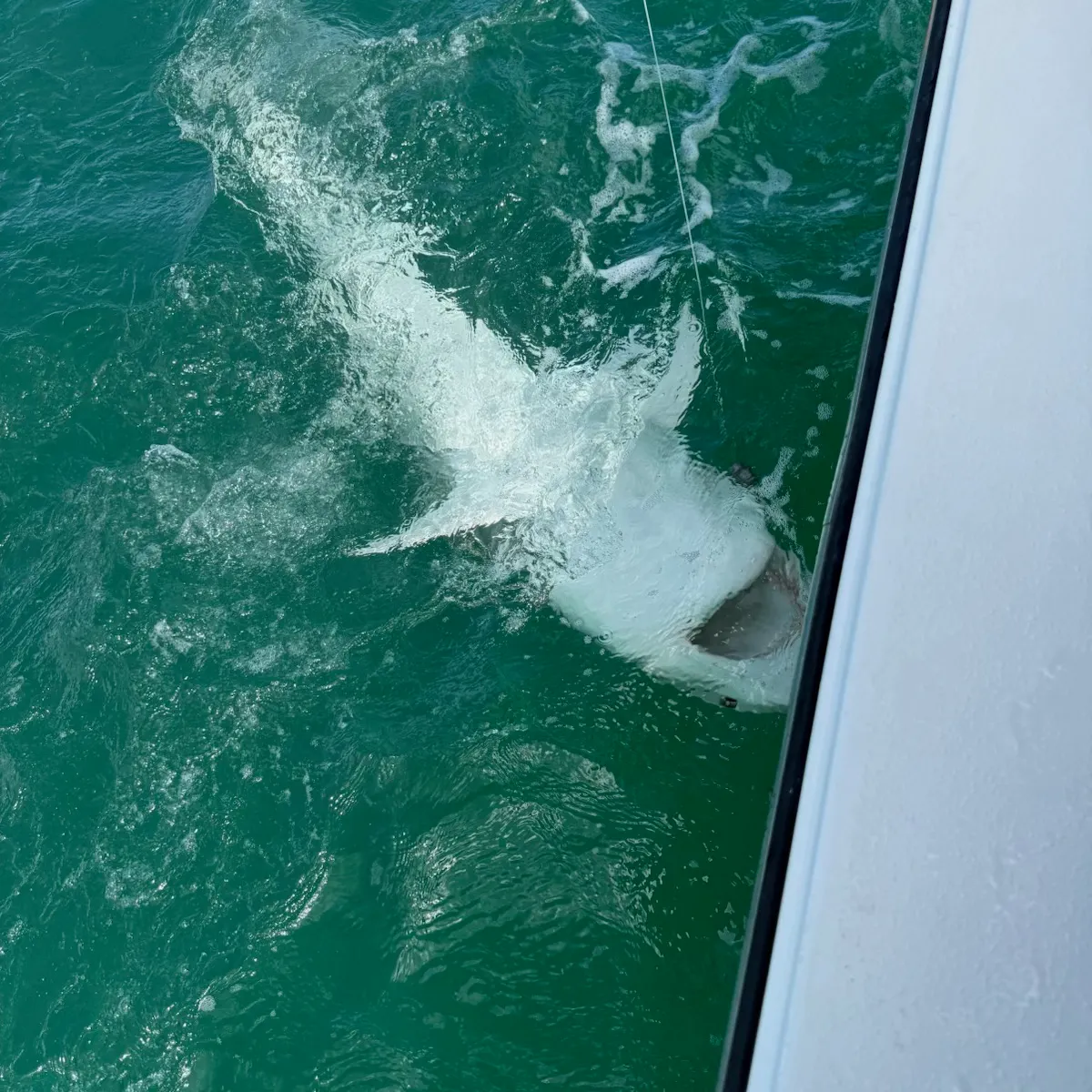 The most recent Tiger shark catches on Fishbrain