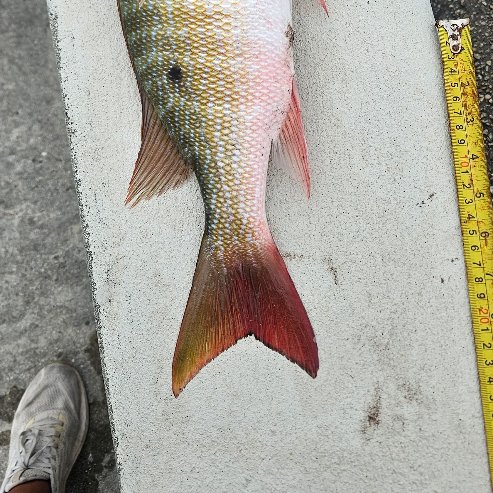 Mutton snapper caught on Fishbrain